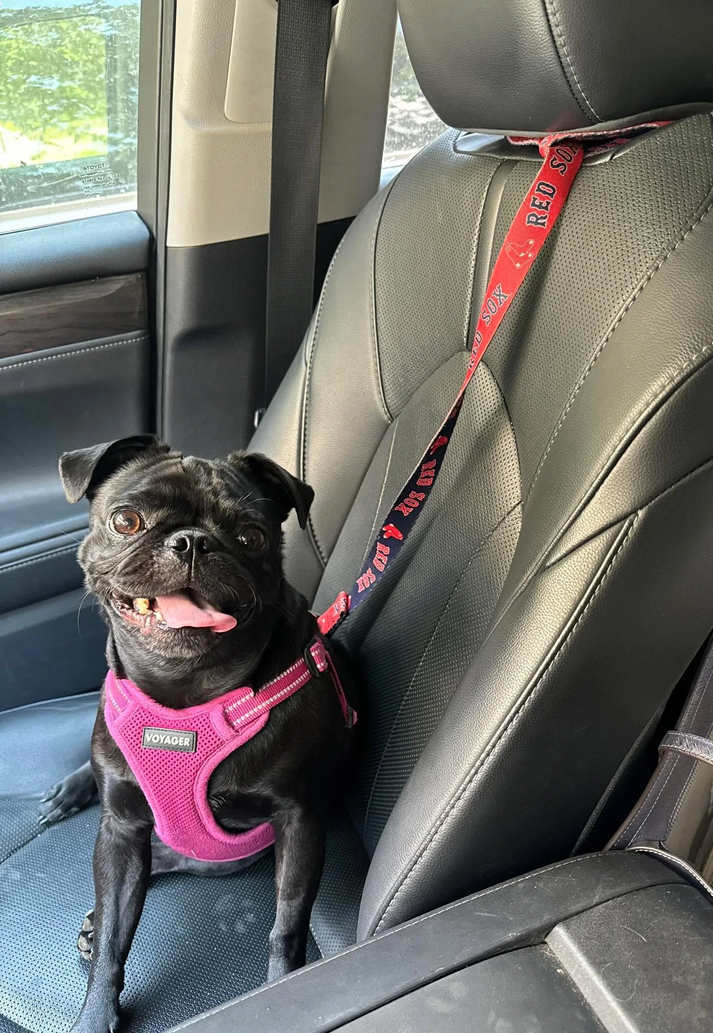 Sometimes your world feels upside down… 🙃
What better thing to do to make things better? Take a goofy pug around with you!
#lunatic