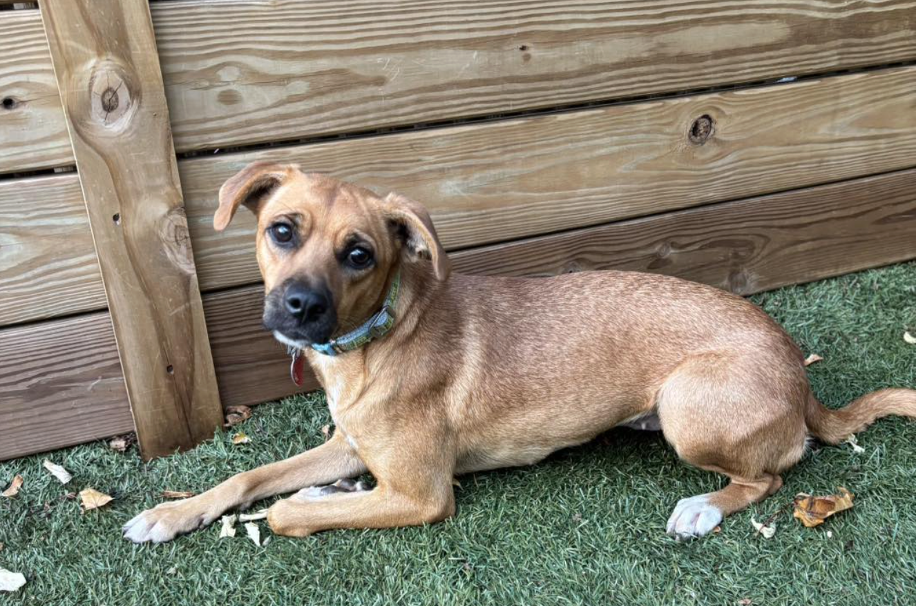 Screenshot 2025-11-24 at 1.06.56 PM.png