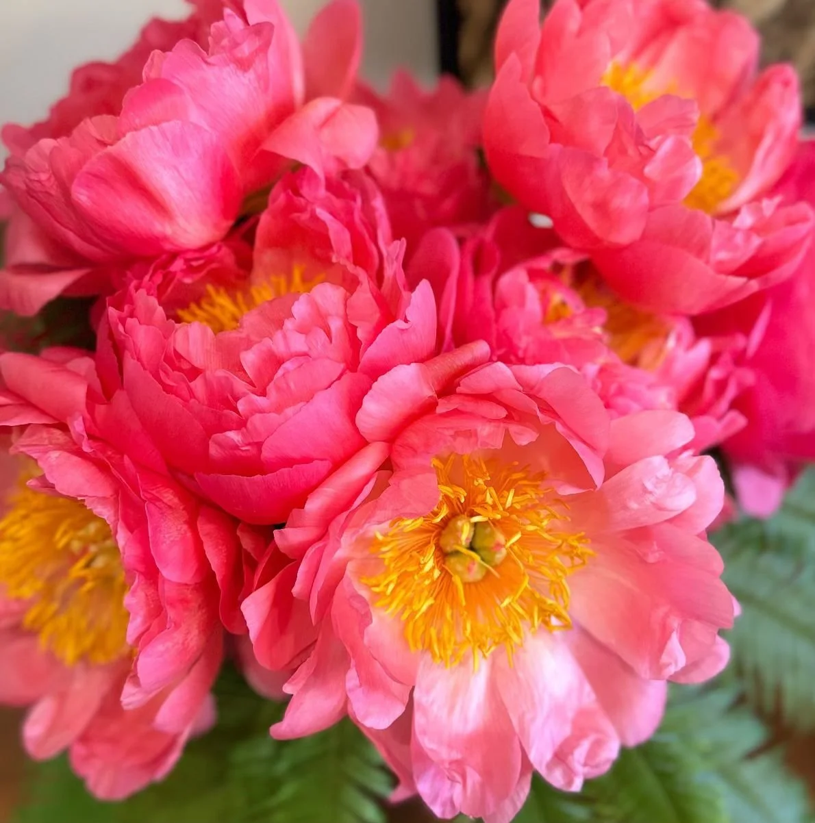 Big beautiful peonies never disappoint 
Gorgeous day to be flowering in San Francisco