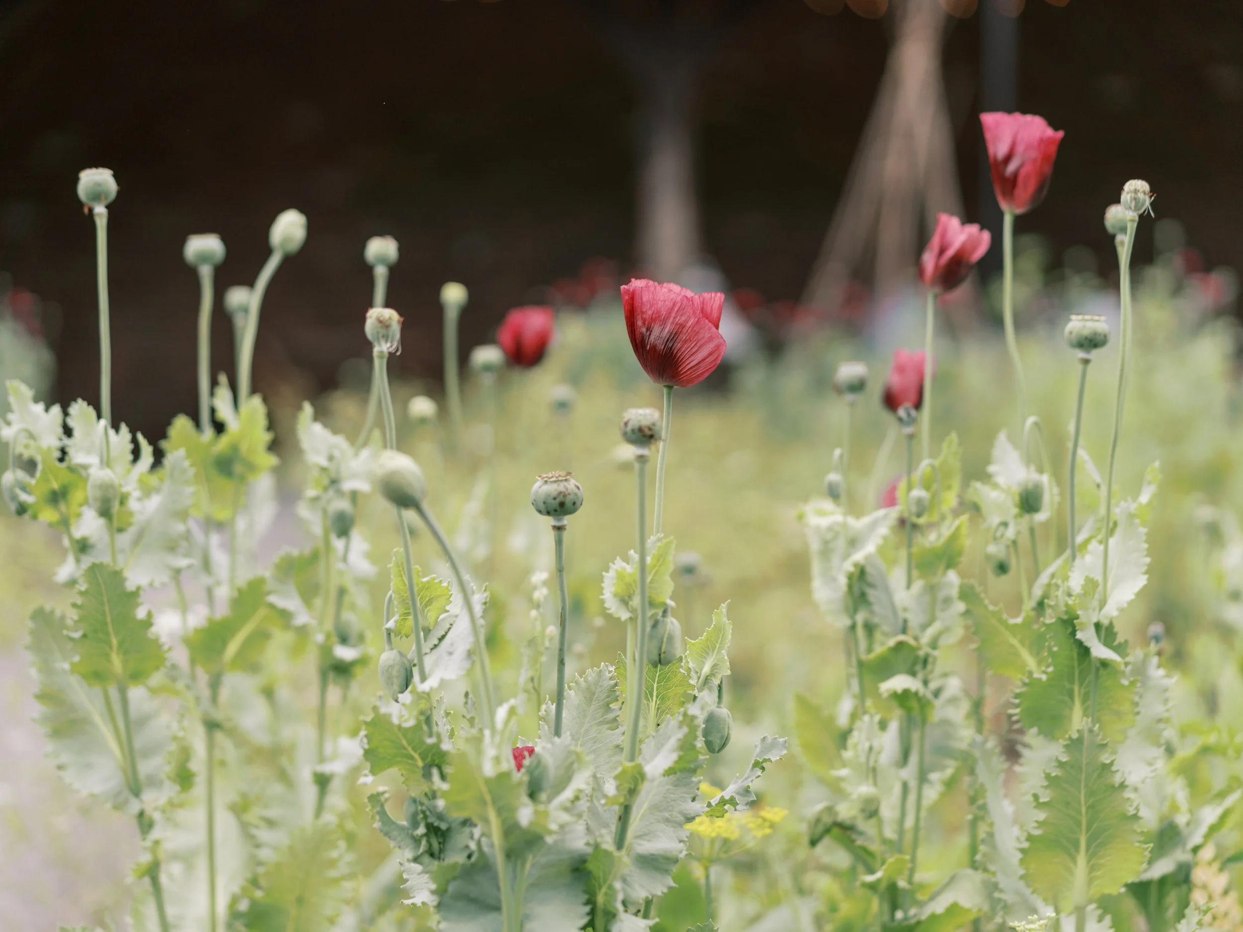 Botanical Beverages | Flowers