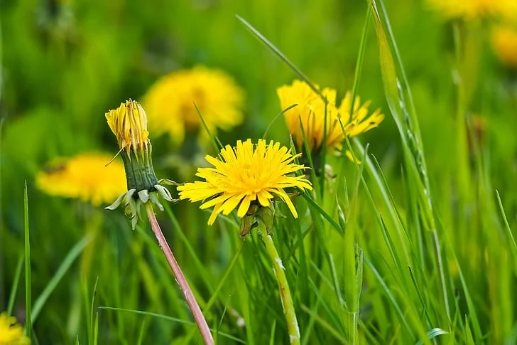 Family Dandelion Foraging