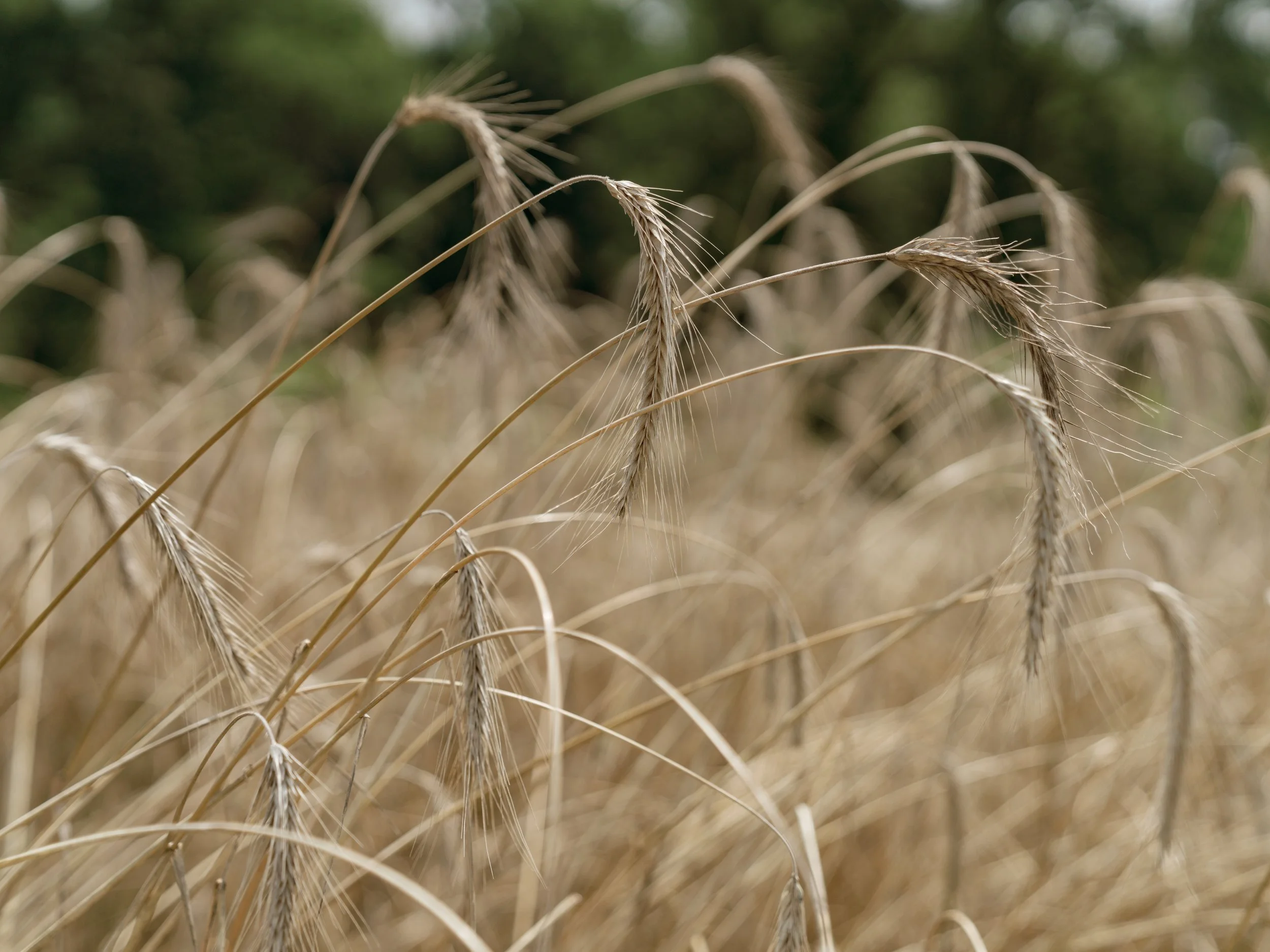 Regional Grains Workshop
