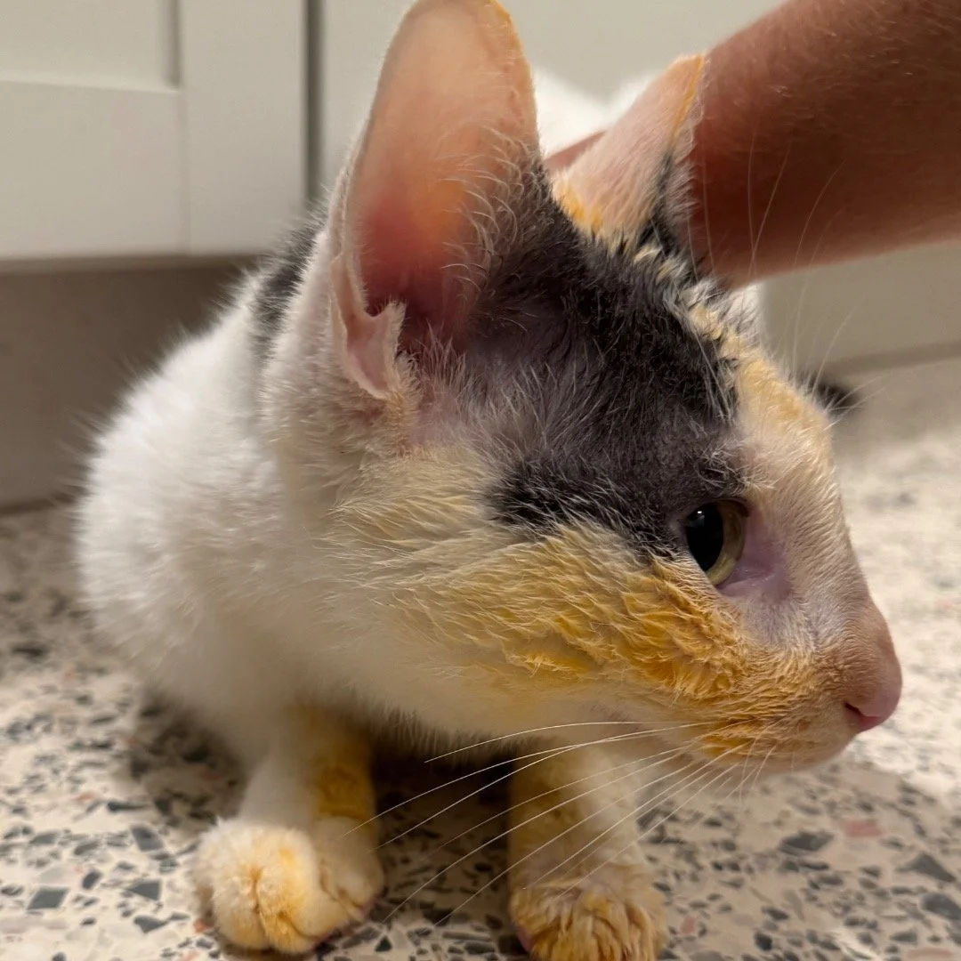 We decided to climb into the trashcan and eat thrown-out pasta and sauce. That was a good day.

#cats #cat #catsarejerks #catmomlife #catmoments #catmom #kitty #slowlife #rescuecatsofinstagram #catparents