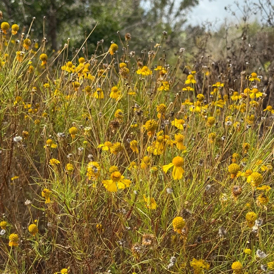 Timeline eye candy.

#flowers #florida #floridanativeplants #nature #gardening #garden #gardenporn #plants #plantporn #plantlover