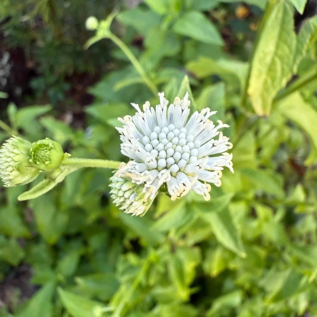 Snow squarestem is looking magical and attracting my sweet honeybees! Highly recommend for Florida gardens.

#florida #nativeplants #saltandpepper #flowers #wildflowers #gardening #flgardens #honeybees #pollinators #nature