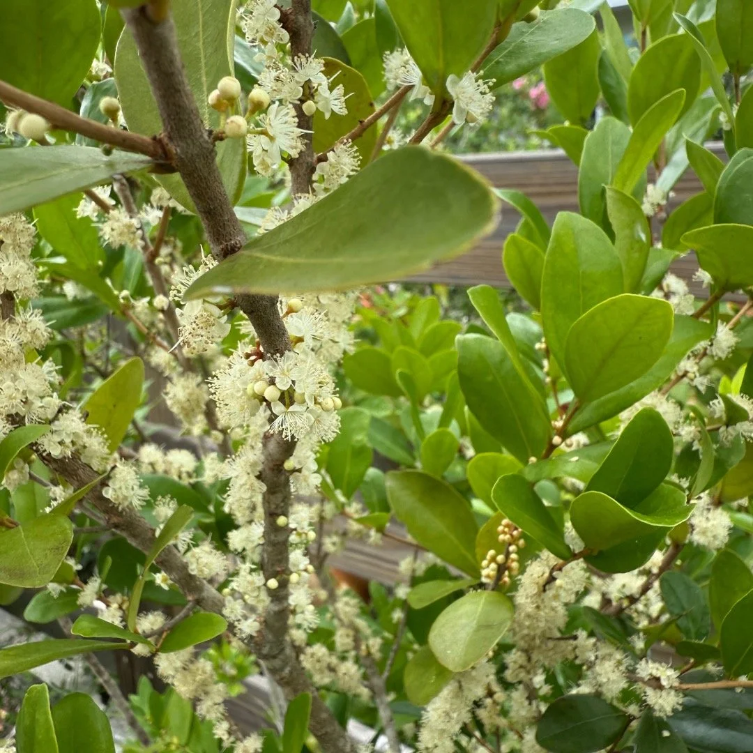 Spanish stopper blooming on its limbs. A Florida native. One of my absolute favorites to add to a garden. Highly recommend.

#florida #nativeplants #floridanativeplants #garden #gardening #plants #trees #meditation #plantlover #nature