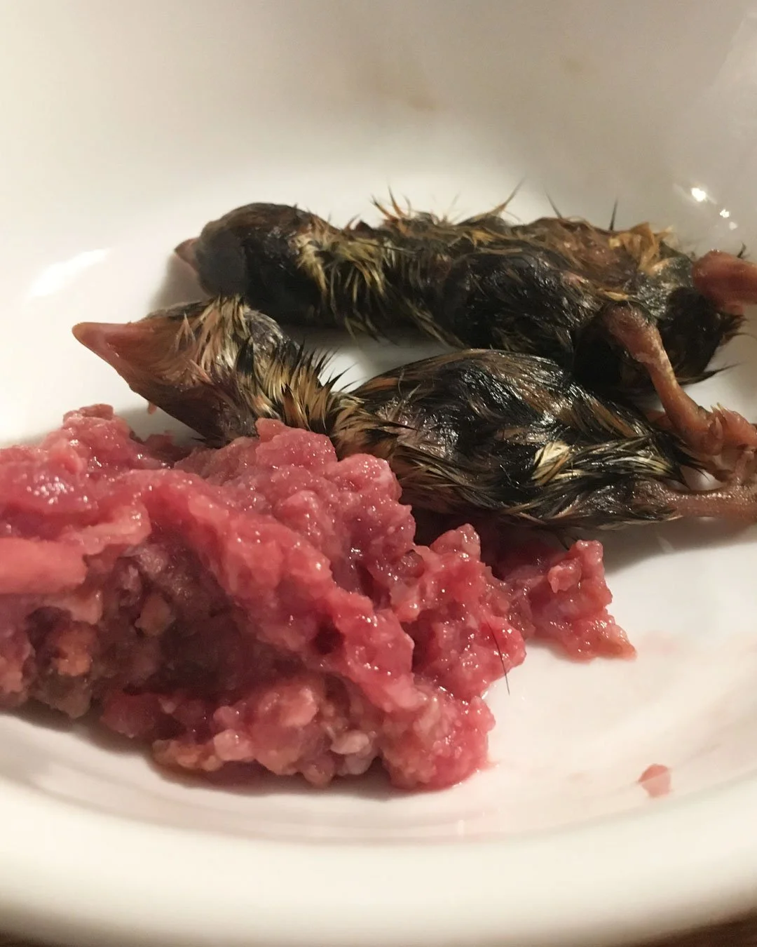 Homemade raw-prey meal (chicken meat, hearts, gizzards, bones, livers, and a small amount of secreting organs) with two day-old quail. Dinner for the kitties.

#rawfood #rawprey #rawdiet #cats #rawfedcats #homemade #wholeprey #carnivore #catcare #nat