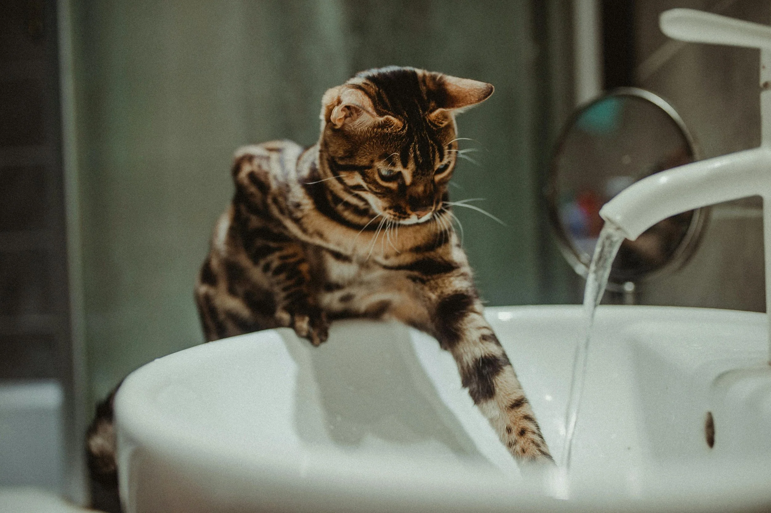 Cat playing with water at bathroom sink