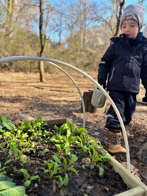 Kindergarten Honeybees: February 2 - 6, 2026 