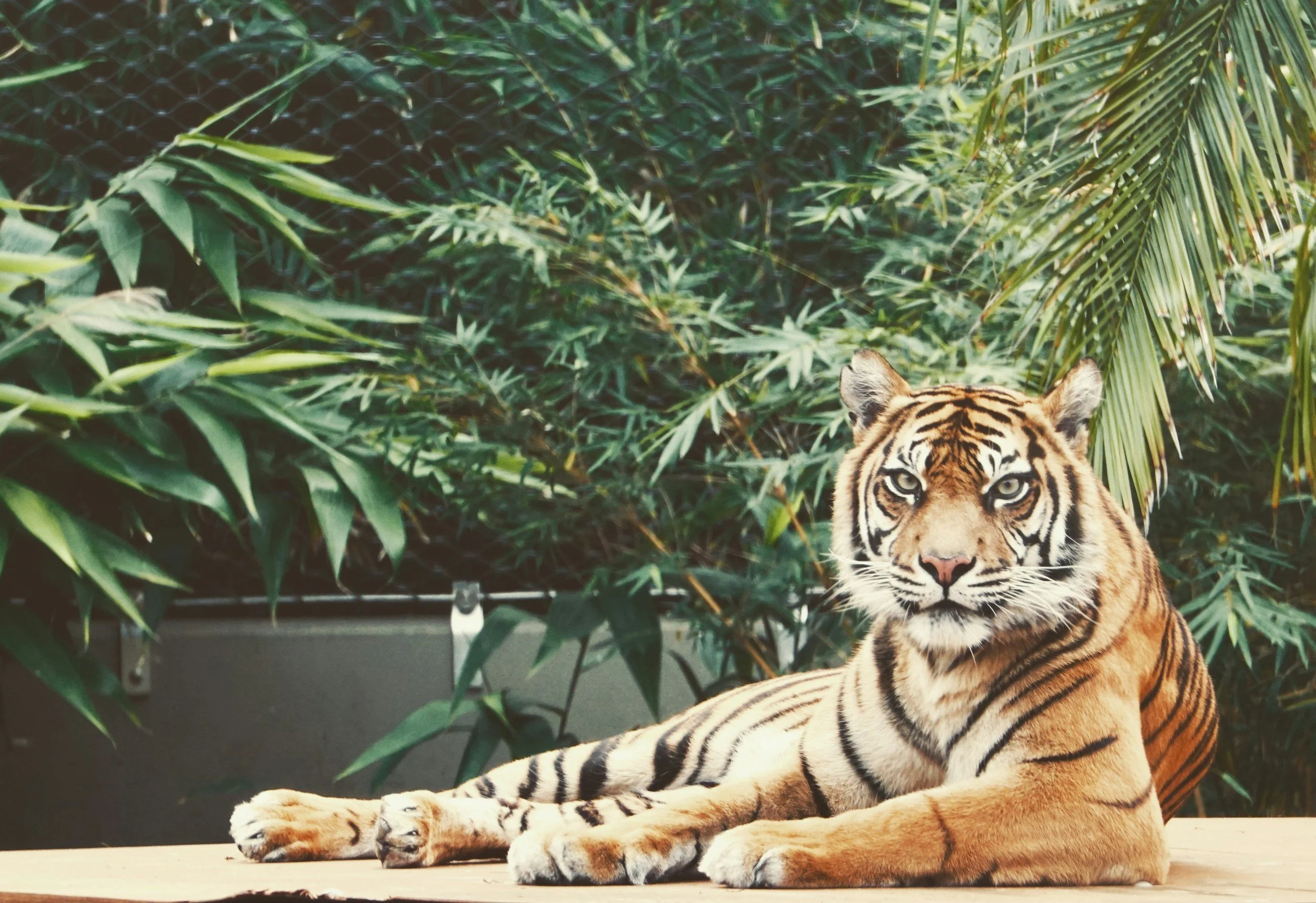 The Metaphor of The Hungry Tiger: How to Stop Numbing Anxiety, Fear, and Other Difficult Emotions