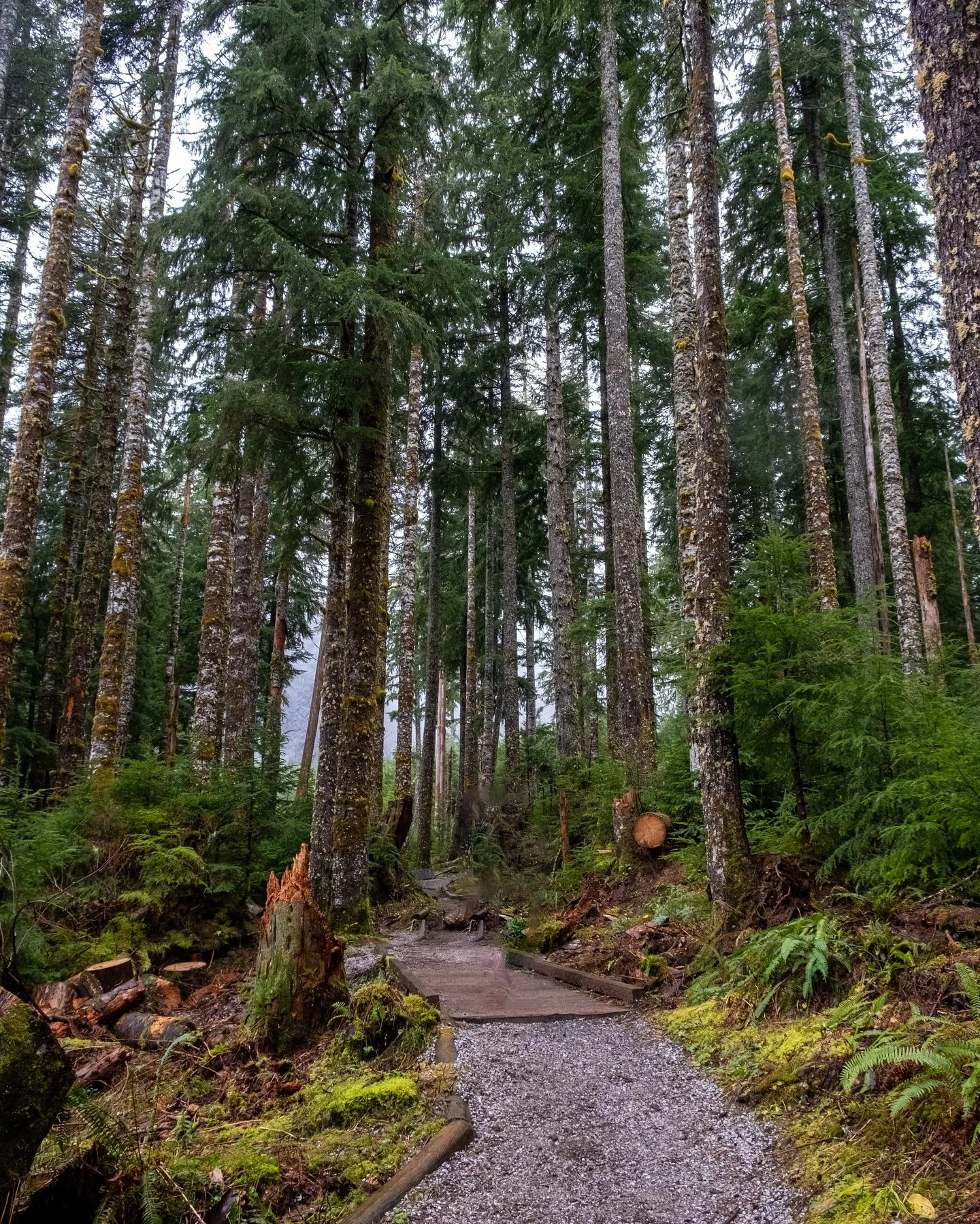 Walks in the forest. 
.
.
.
#explore #nature #peaceful #forest #natureza #nature #pnw #washingtonstate #wa #forestlife