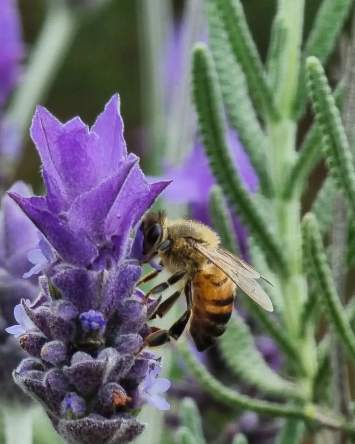 #caba&ntilde;alospatos1 #abejas #lavanda #camposdelavanda #bees
