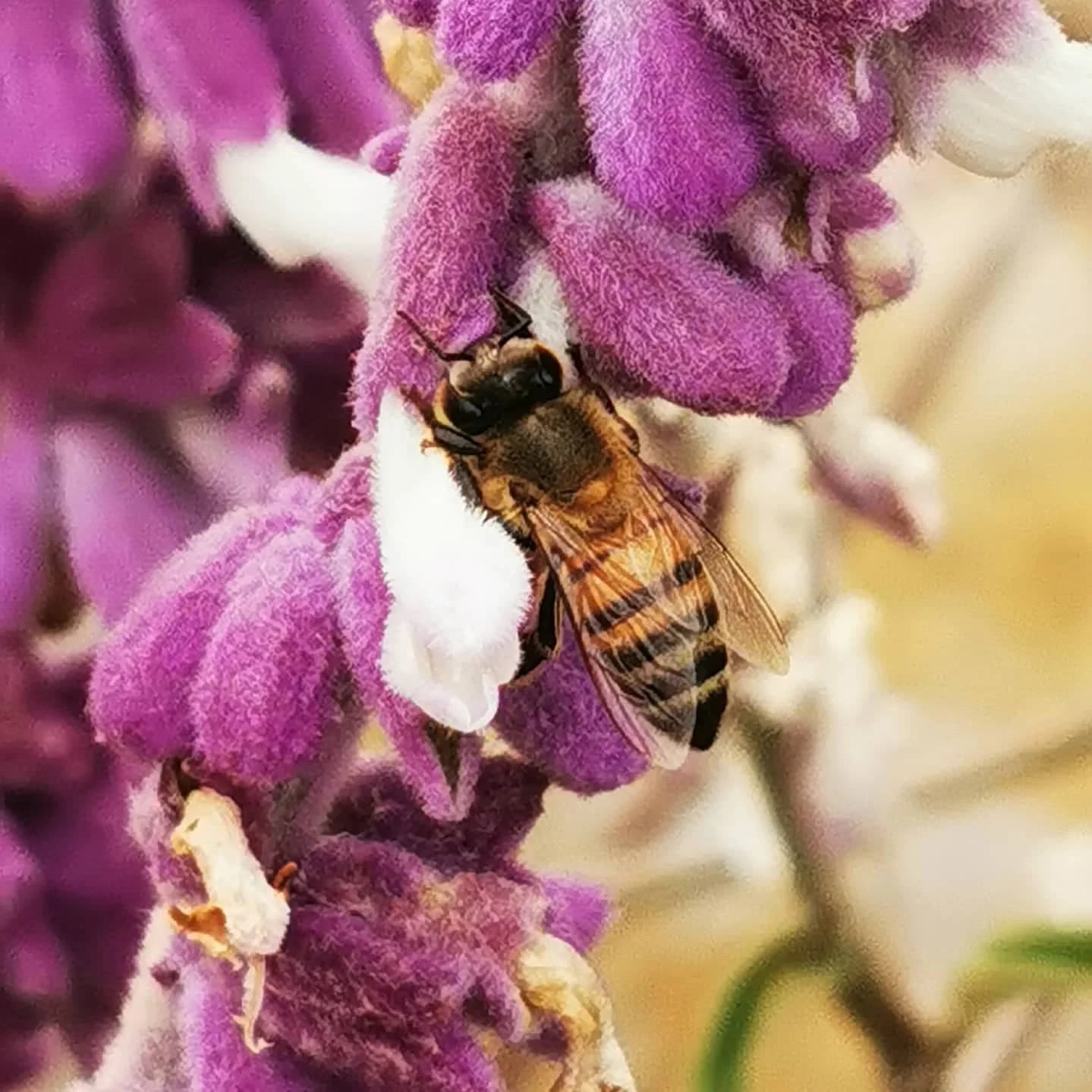 Caba&ntilde;a Los Patos 
#bee
#flowers
#amorporlanaturaleza 
#abejitatrabajadora
#flor
#caba&ntilde;asdeencanto 
#caba&ntilde;asrusticas