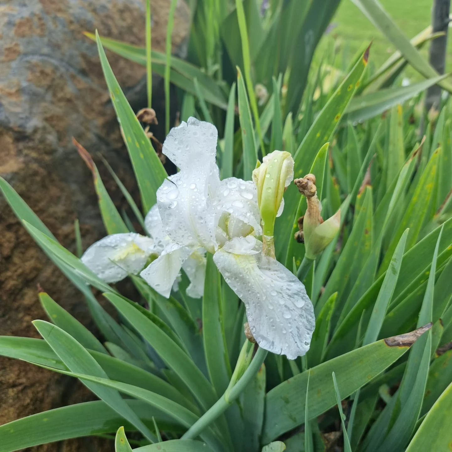 Caba&ntilde;a Los Patos 

#lirios 
#caba&ntilde;asdeencanto 
#amorporlanaturaleza 
#caba&ntilde;asrusticas
#flores
#flowers
#jardines
#jardinsilvestre