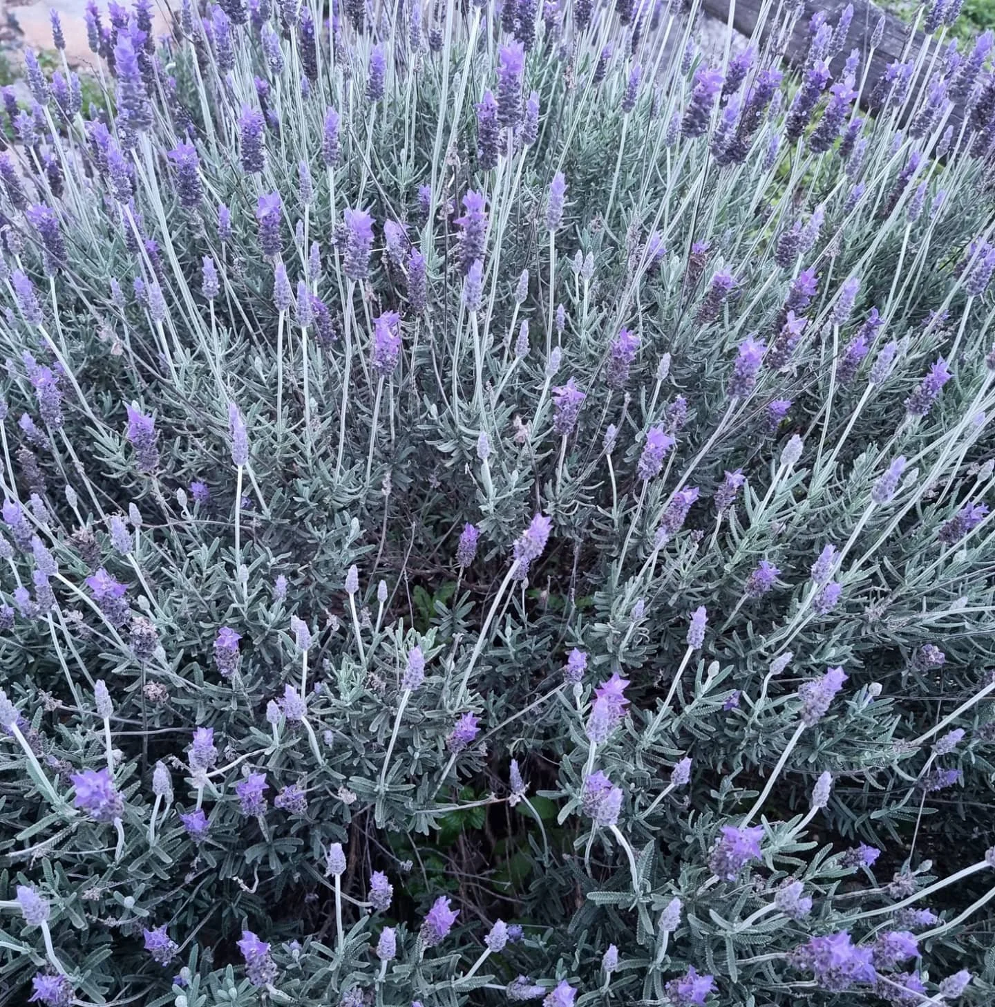 #lavanda
#romero 
#lavandayromero
#amorporlanaturaleza 
#caba&ntilde;asecologicas
#rosemary
#lavender