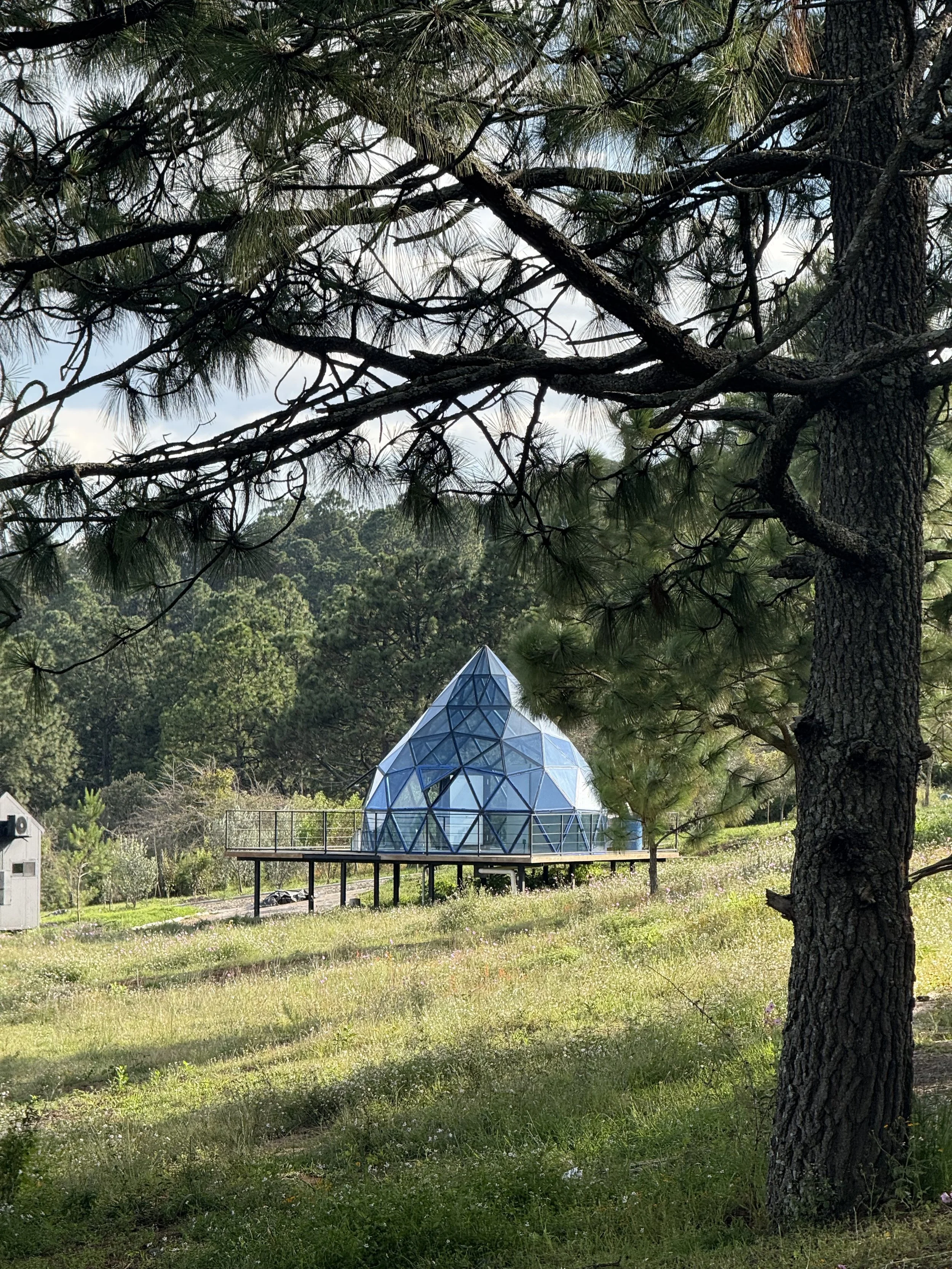 Vista de una estructura de cúpula de vidrio en un área verde, rodeada de árboles y césped, vista a través de ramas y hojas de pino.