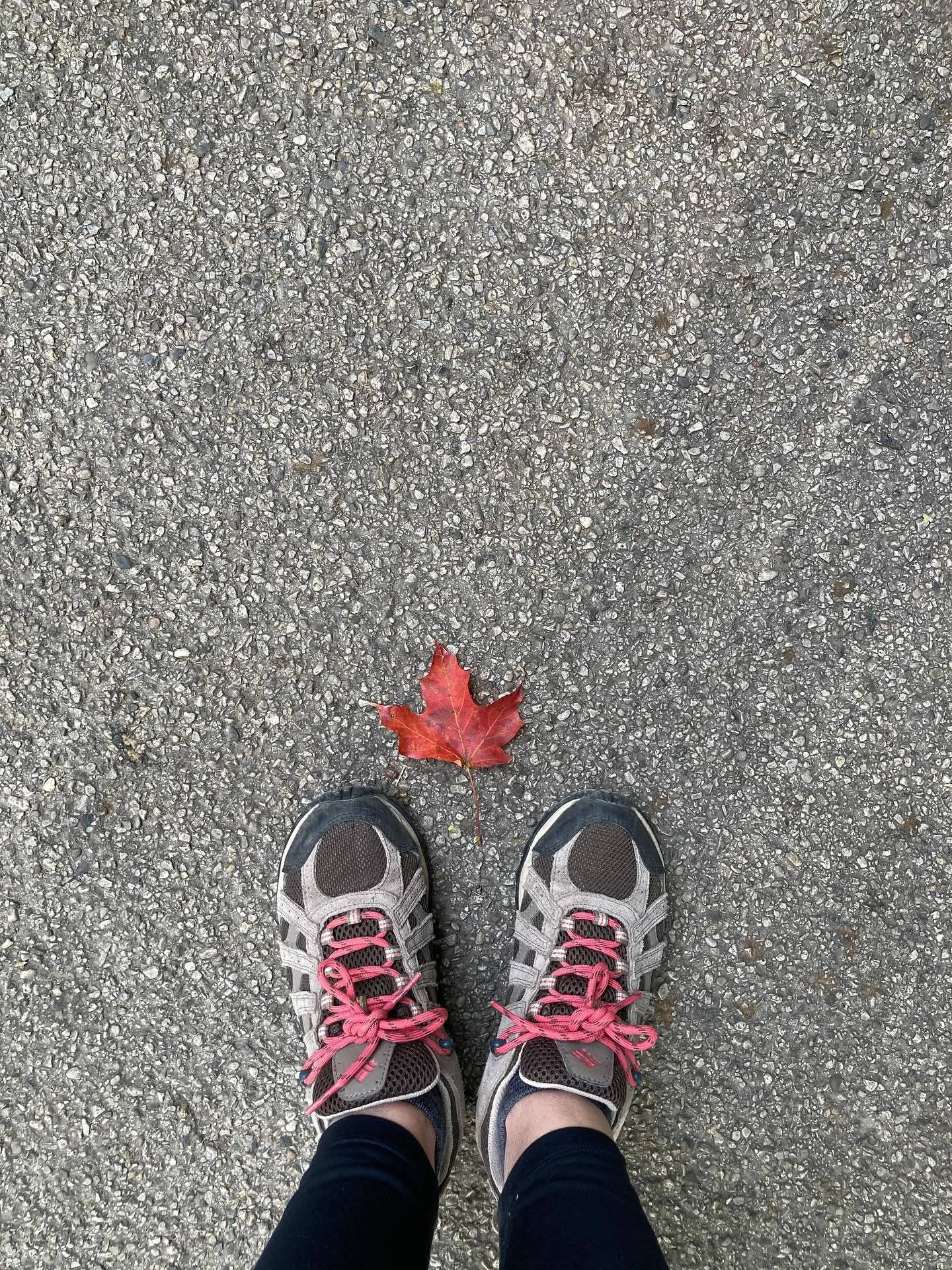 Autumn vibes are here! 

#mapleleaf #autumnleafs #eloragorge #fallhike