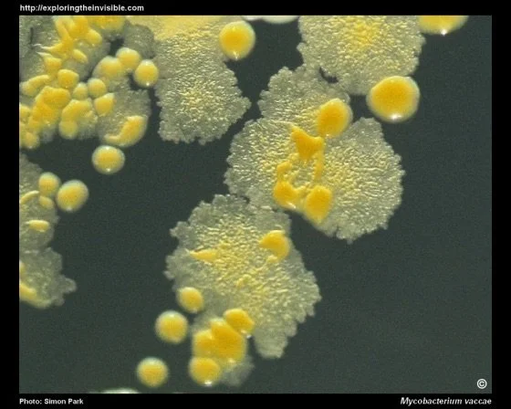 Diet Choices as Climate Action &amp; The effects of soil health on human health