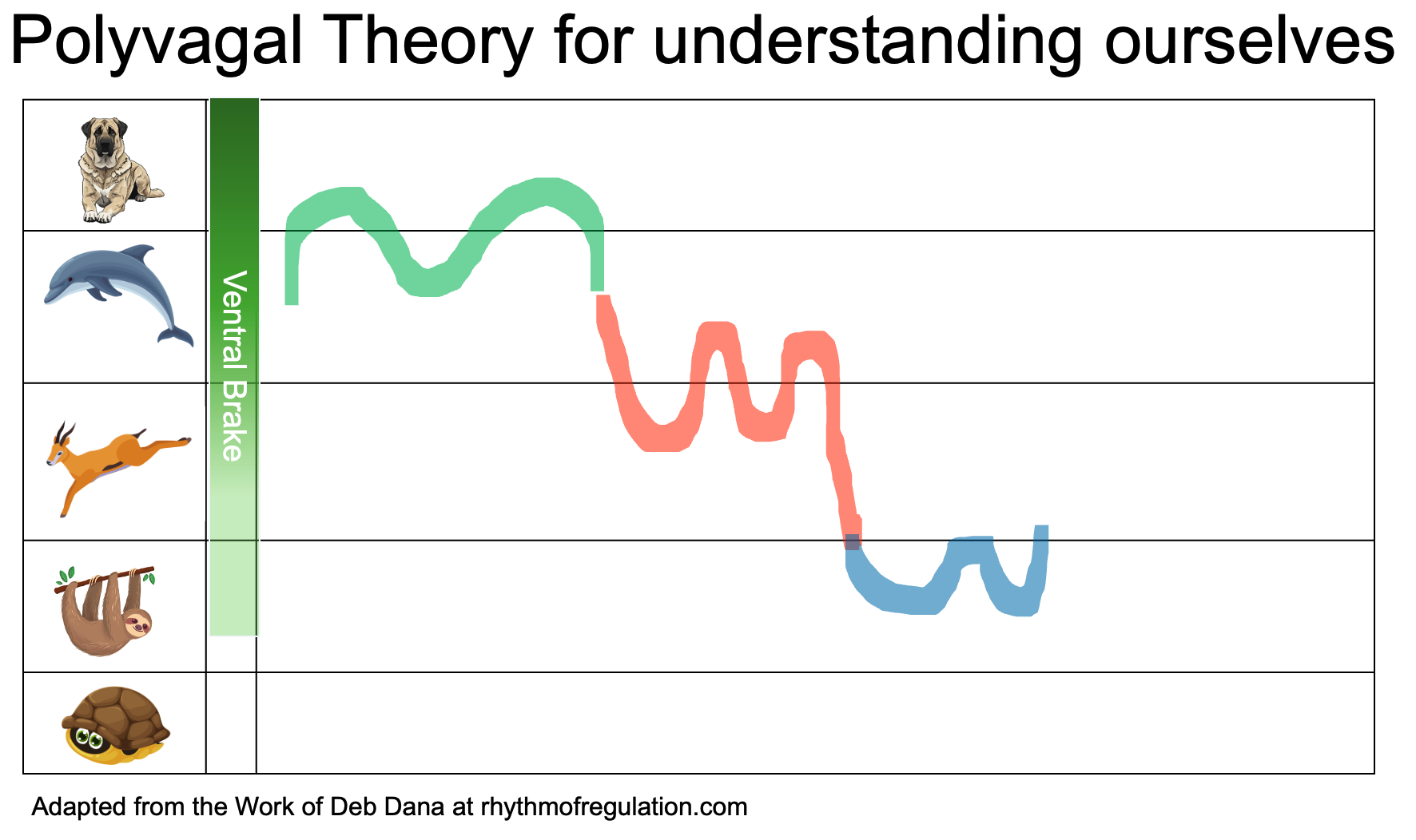 Sloth stage for Polyvagal Theory