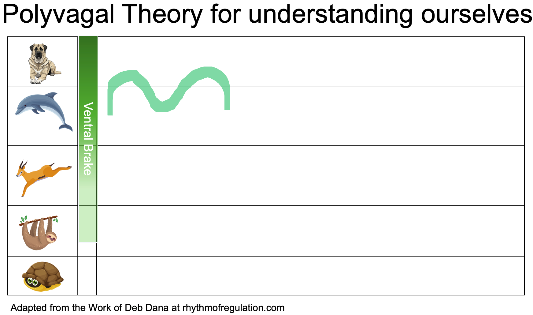 Dolphin stage in Polyvagal Theory