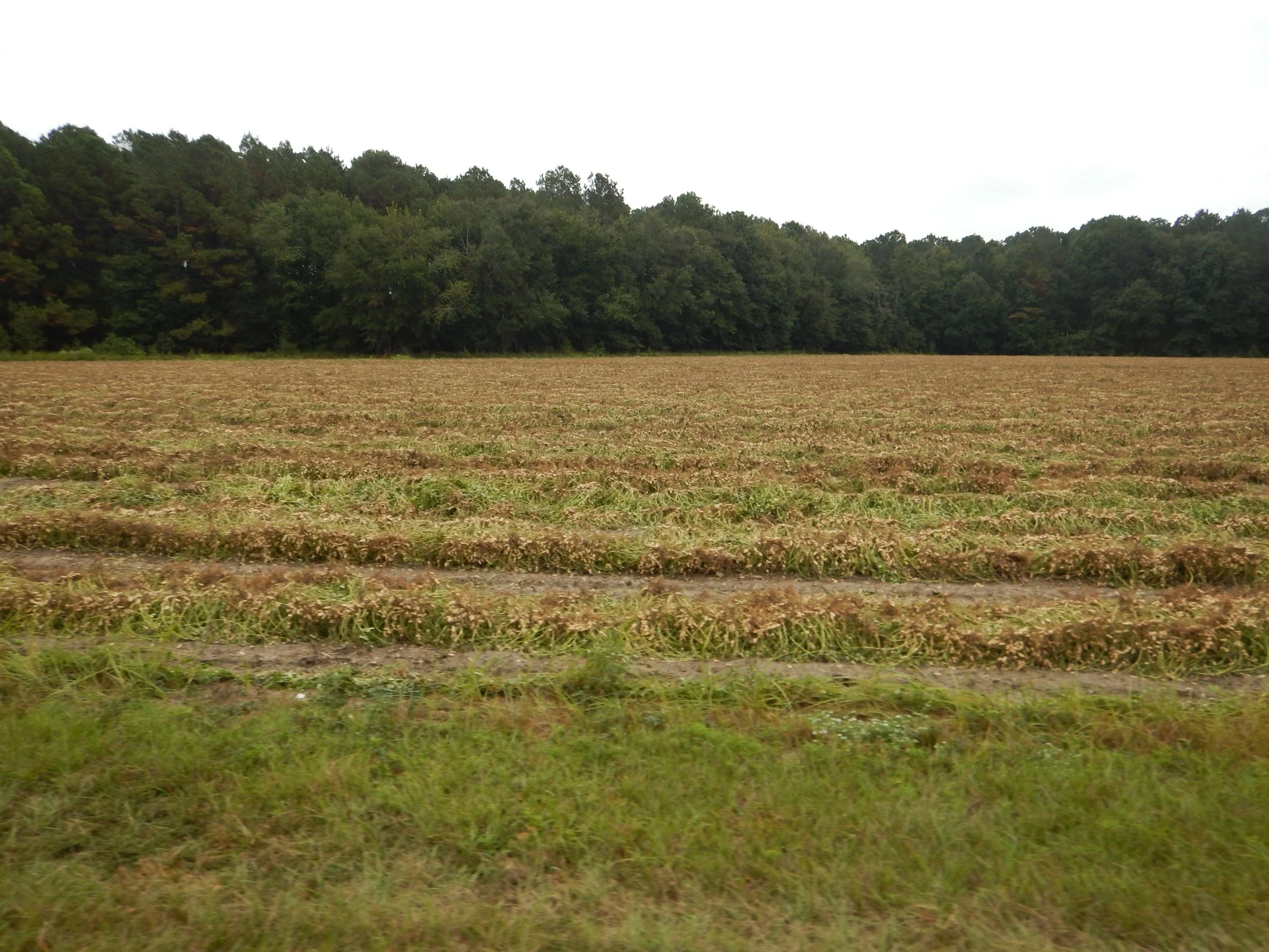 This is a peanut crop