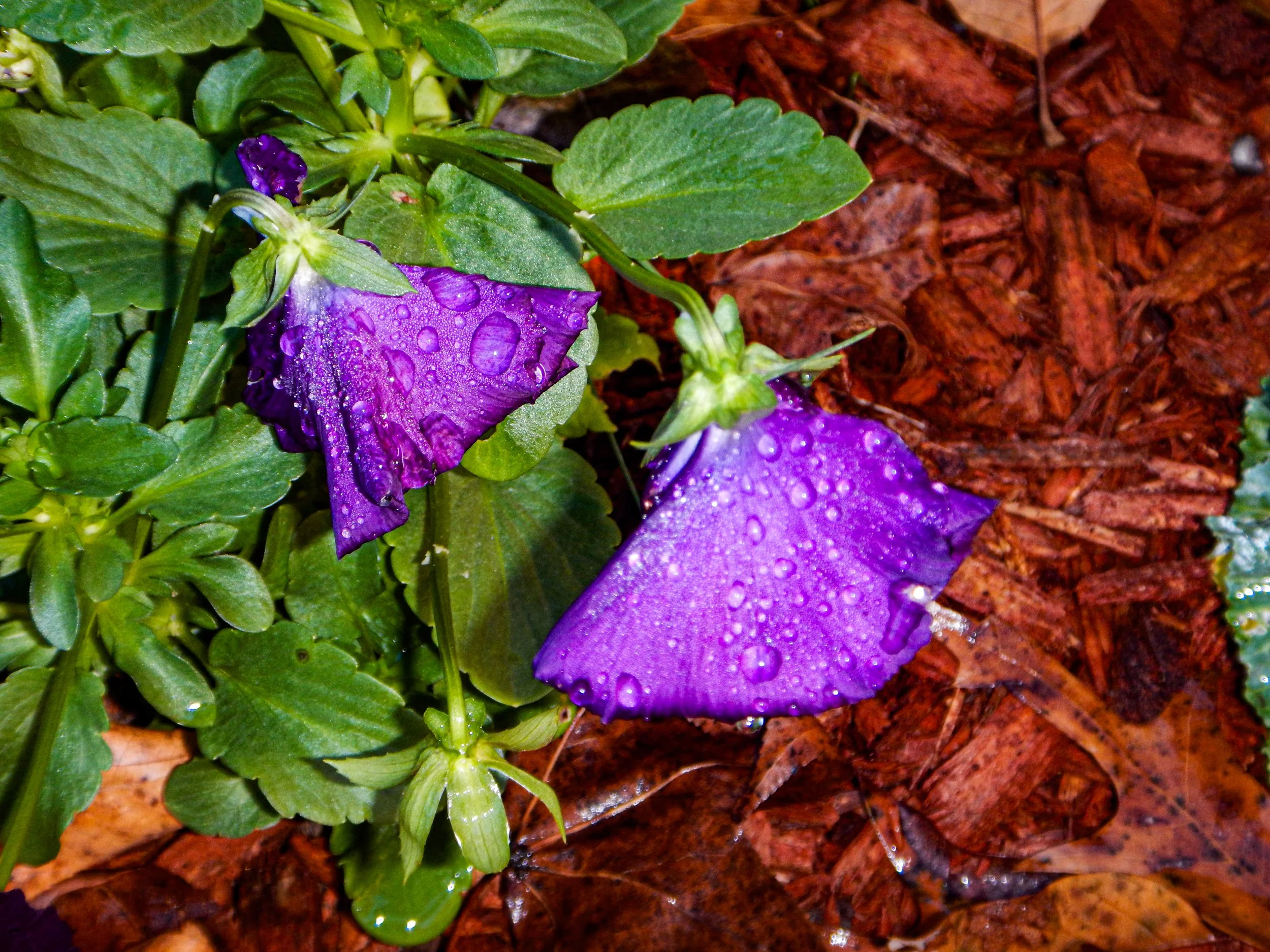 Violets at morning rest stop