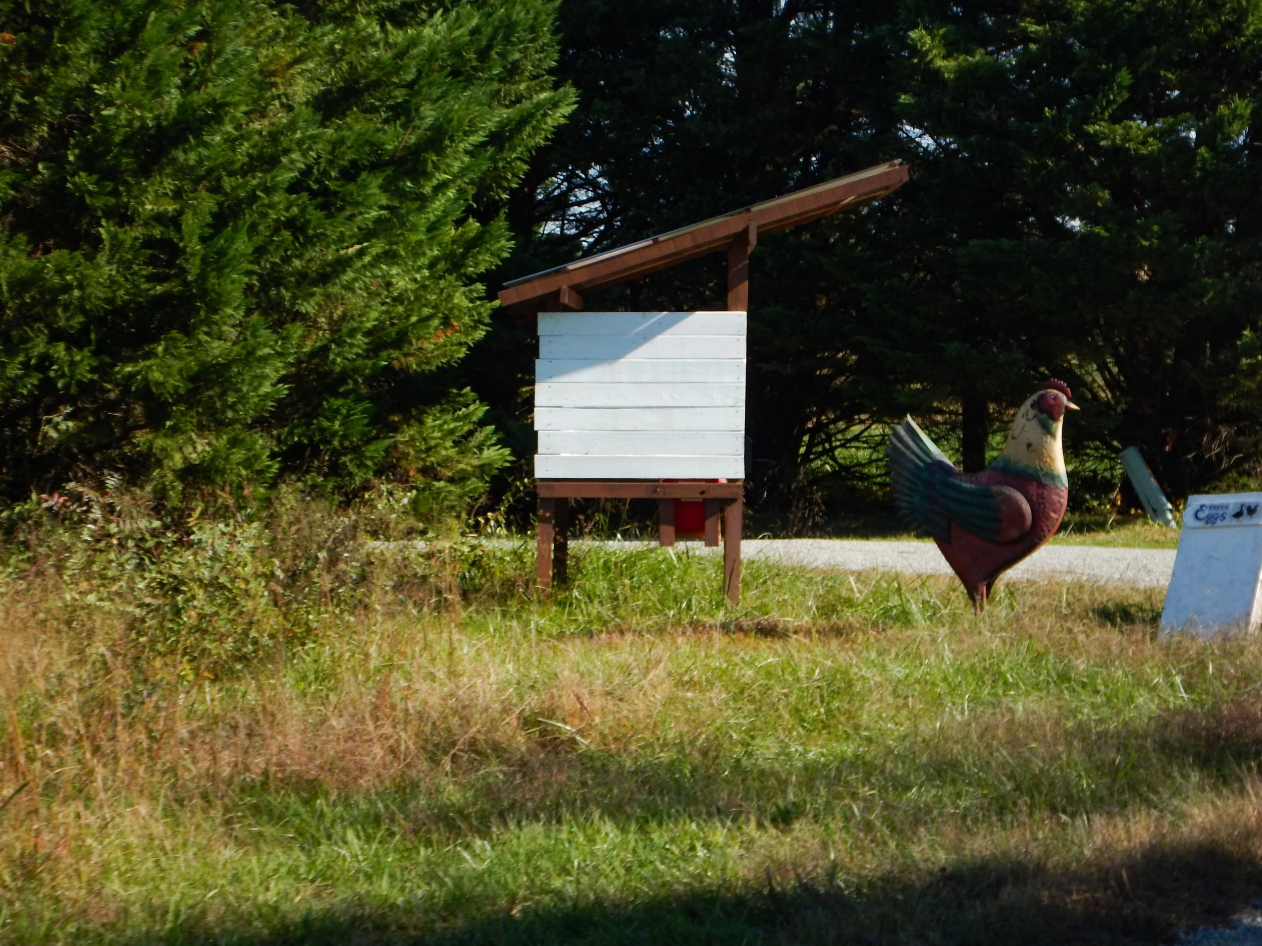 Fresh Eggs at the roadside