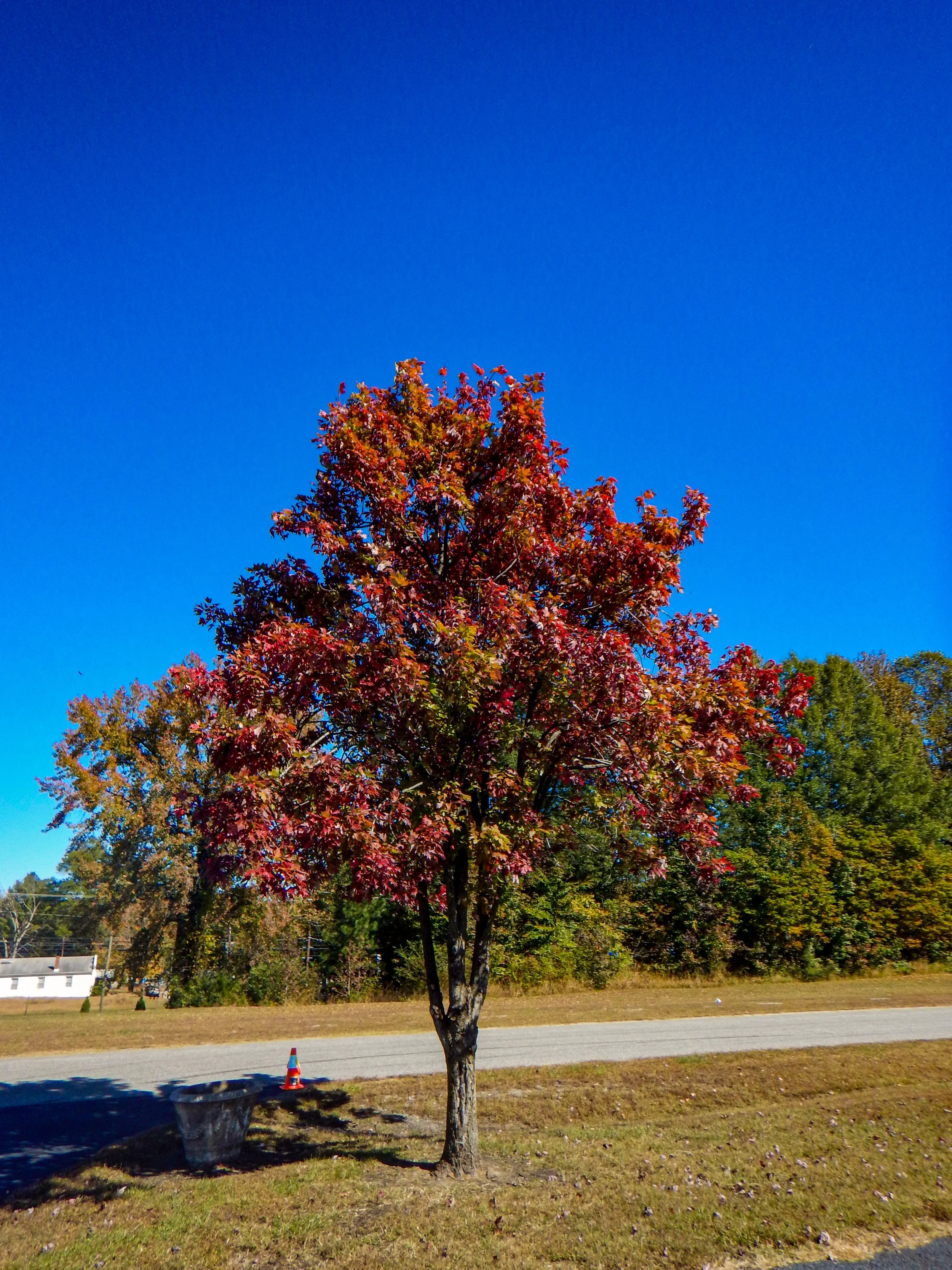 Fall foliage