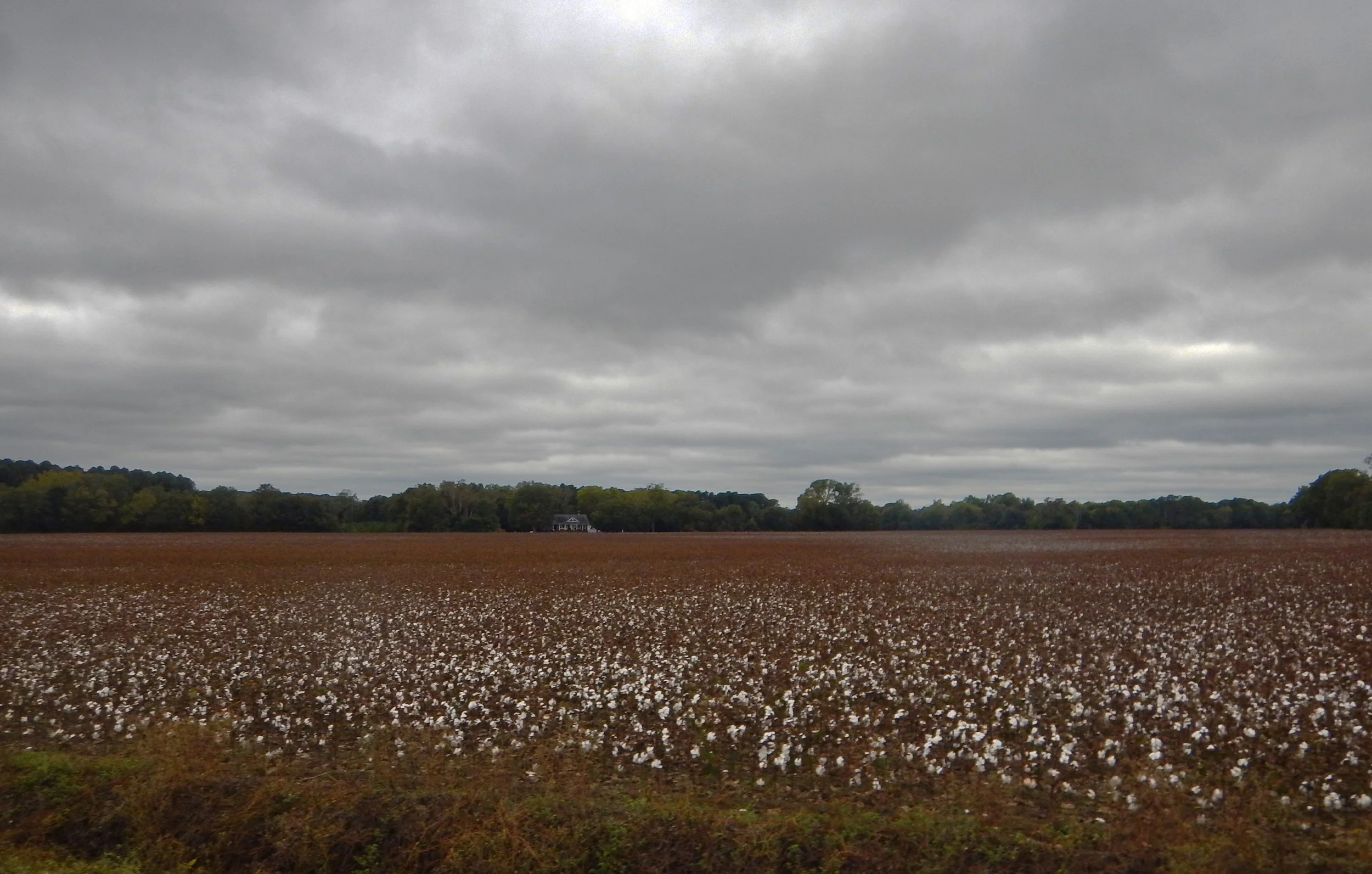 Cotton fields under gray skies