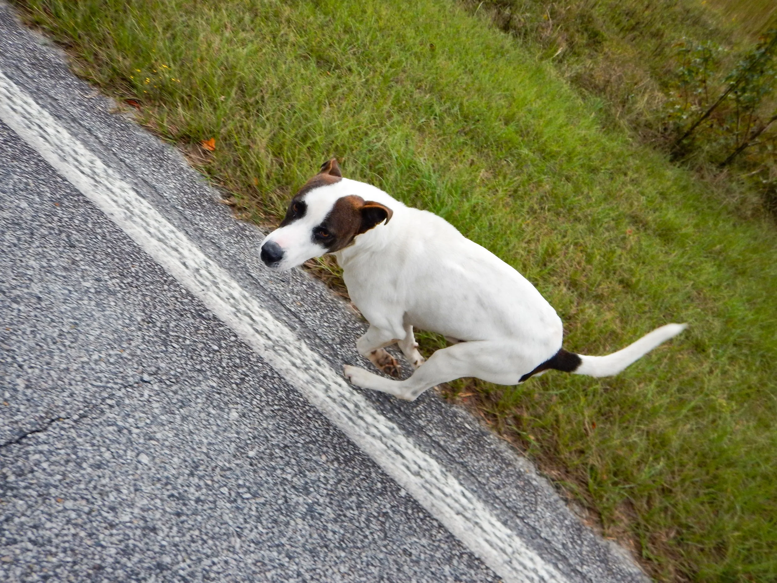 Angry dog chased us a quarter mile