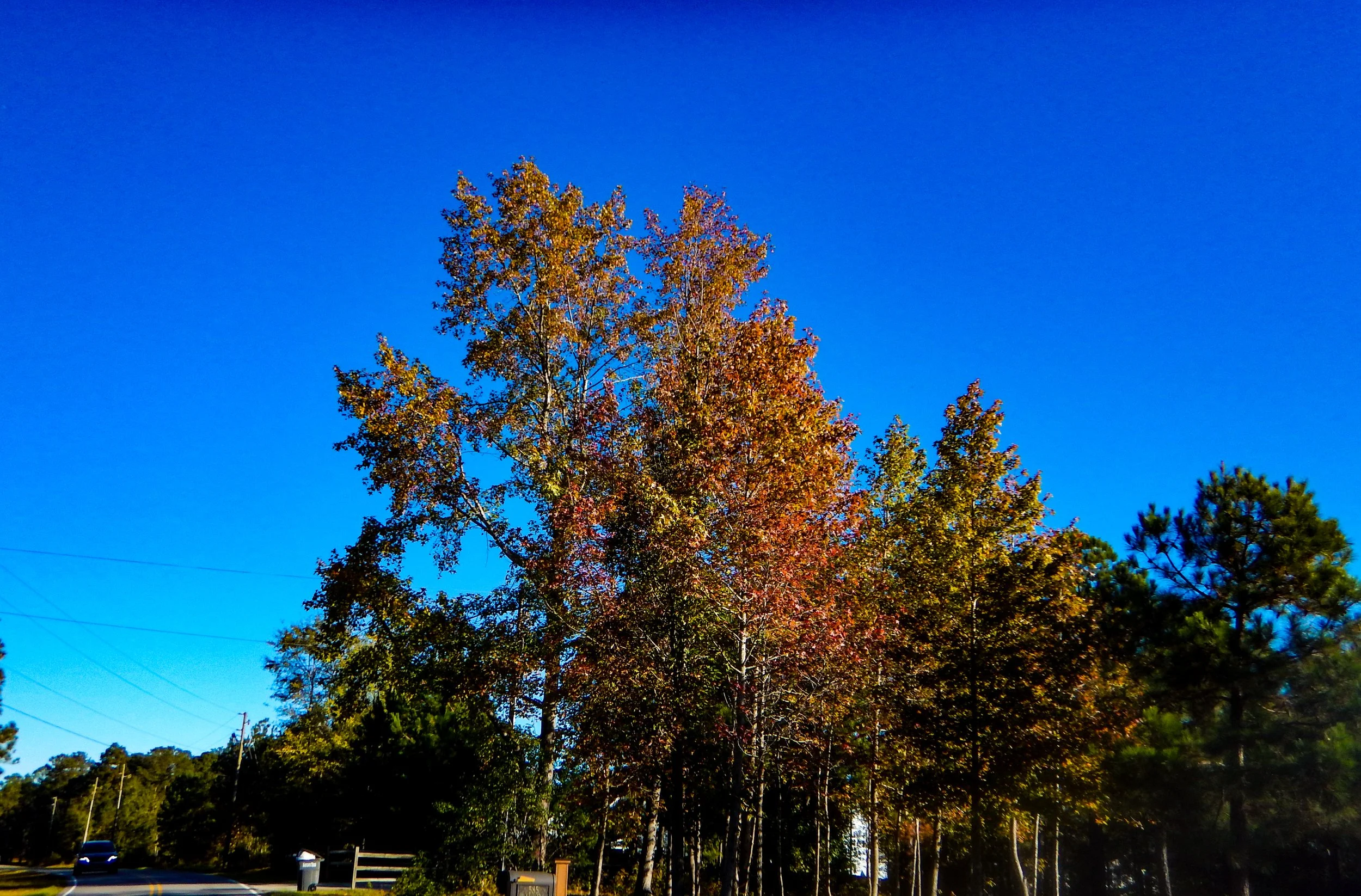 Fall colors and a blue sky