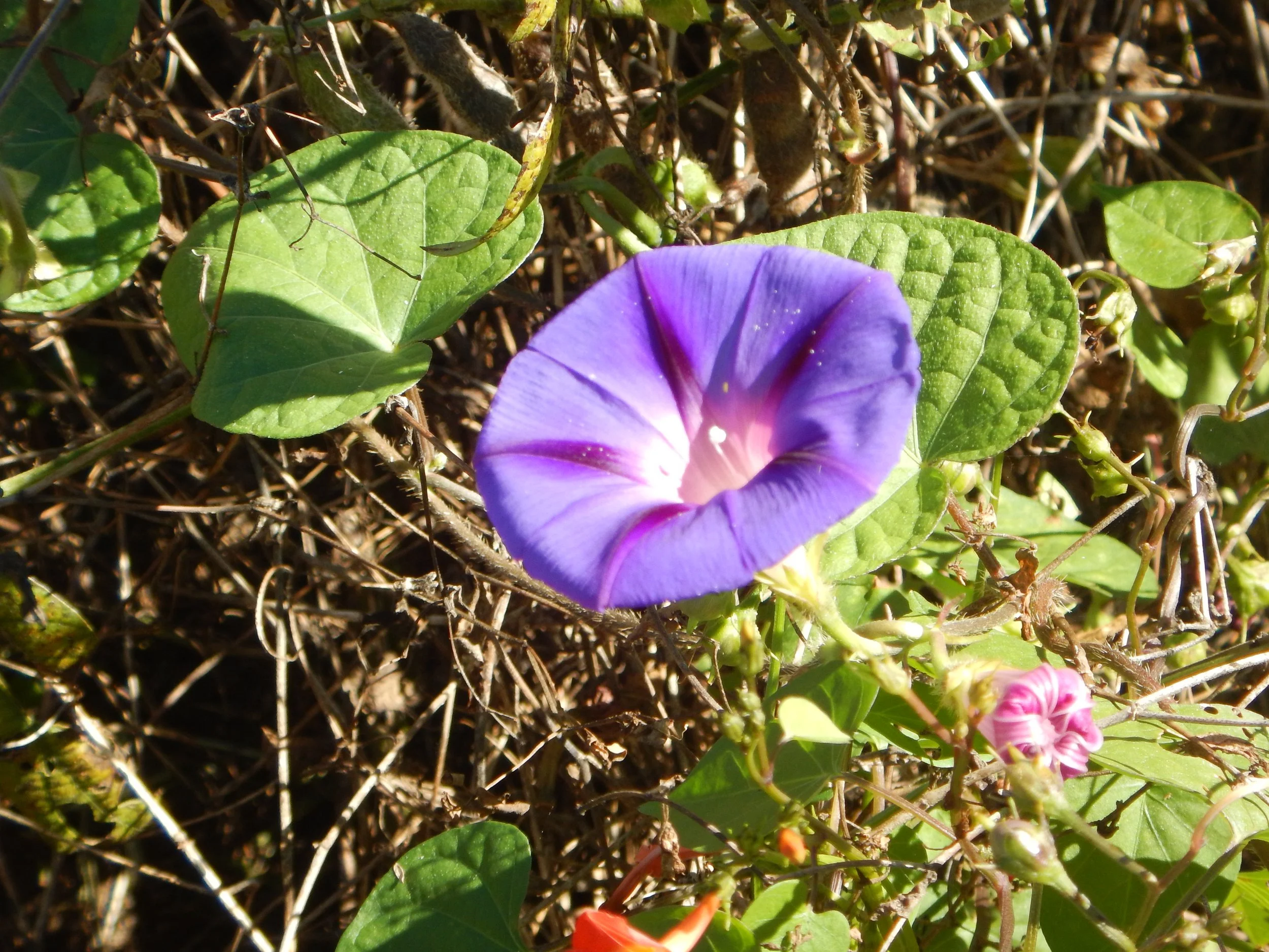 Morning glory along roadside