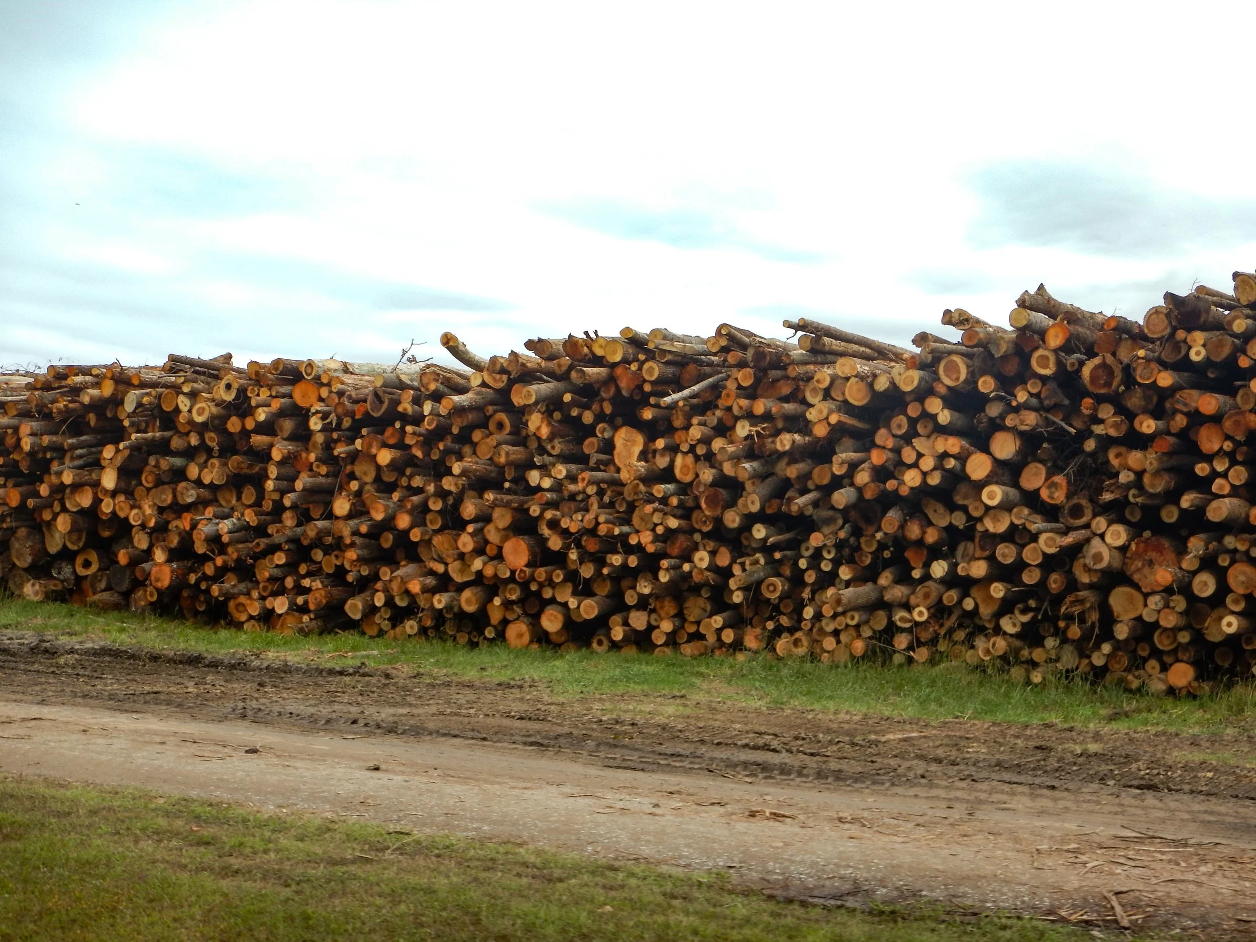 Logs at sawmill