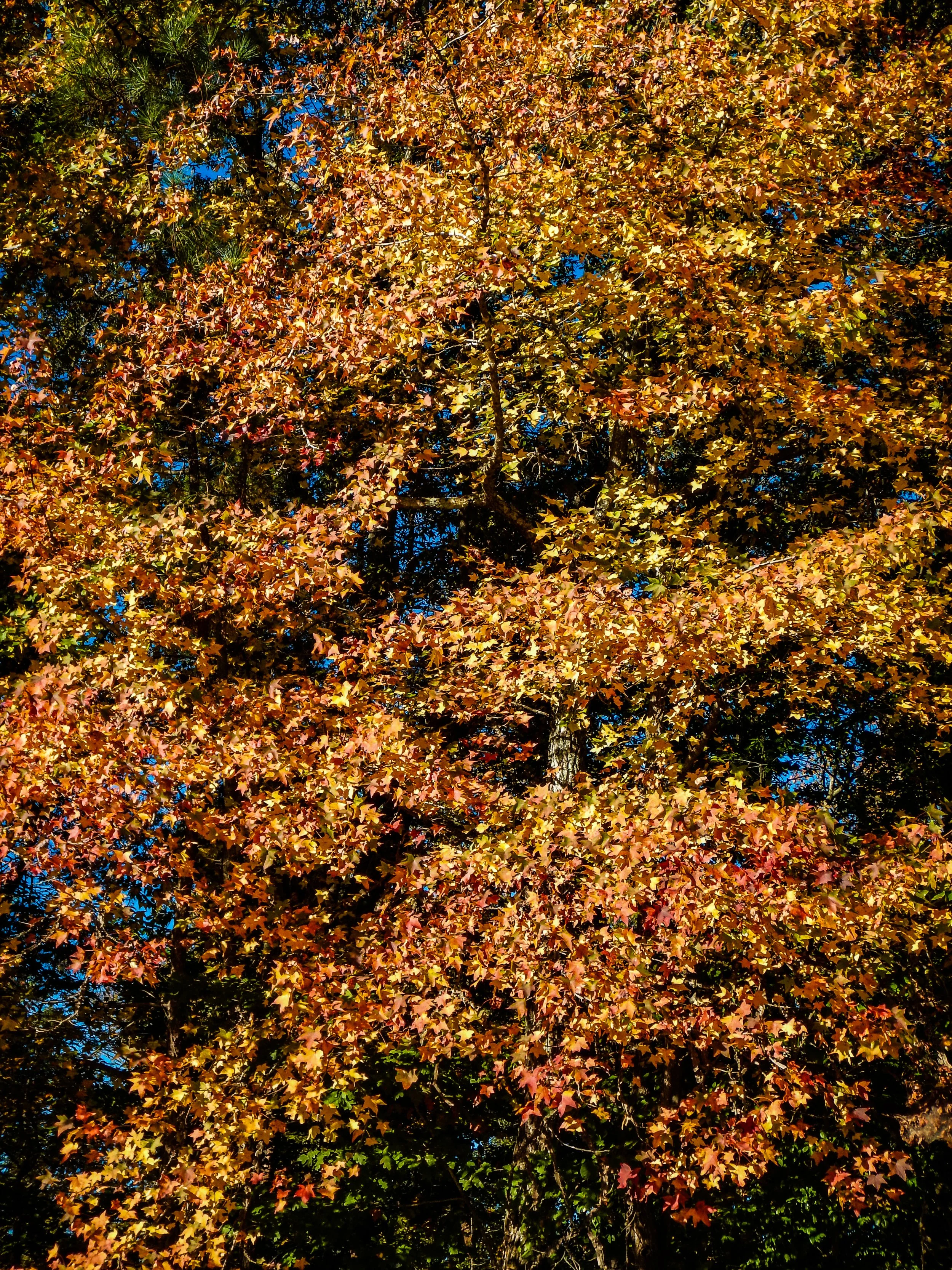 Fall foliage