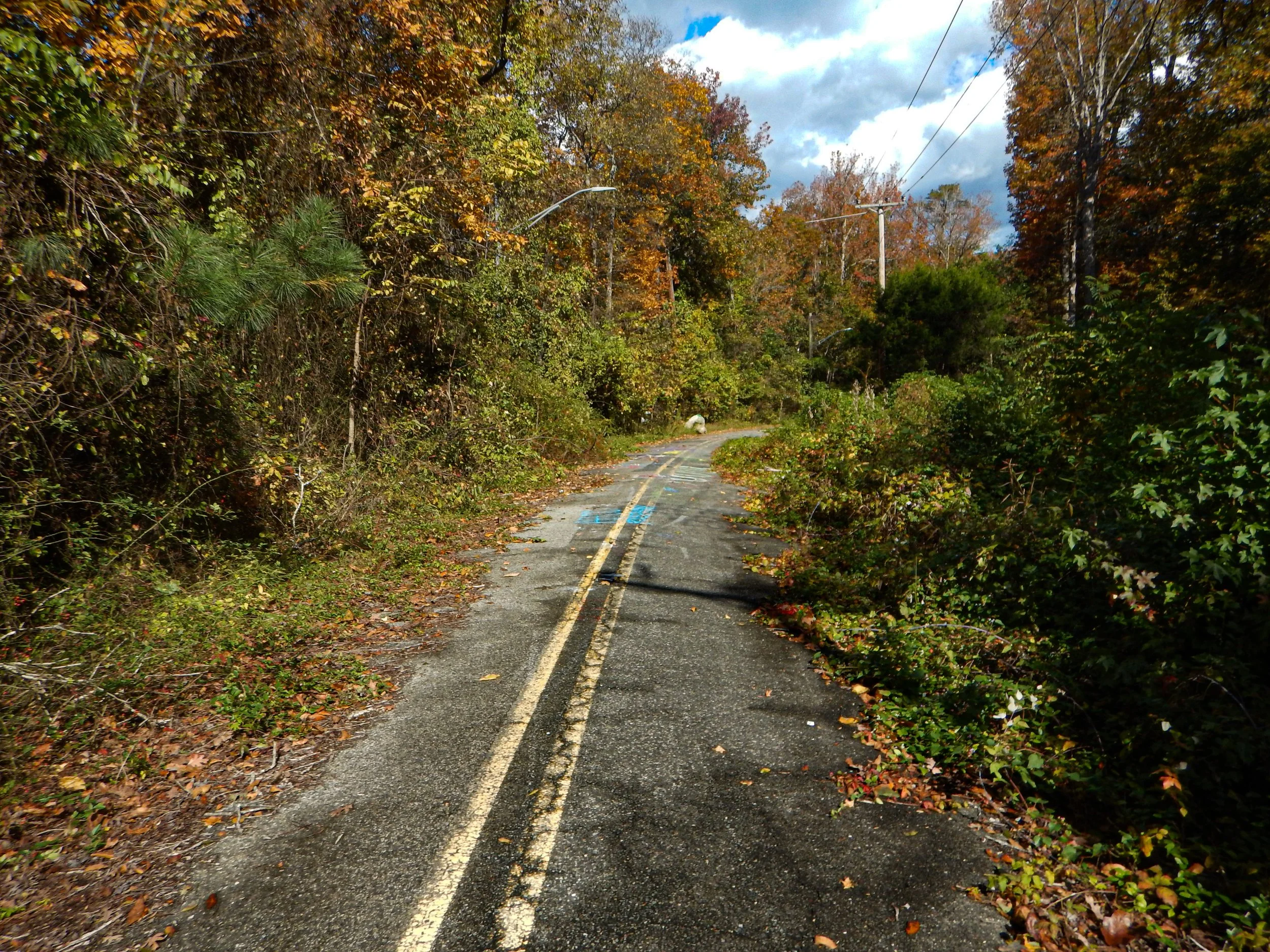 Overgrown road not a narrow trail