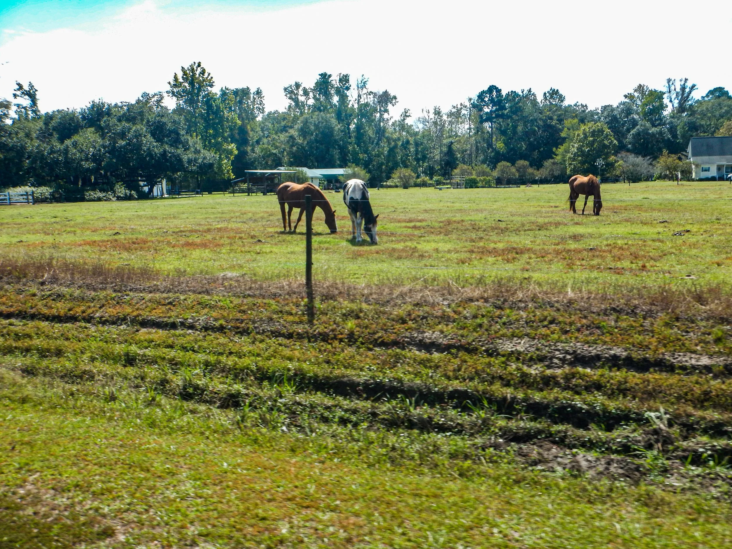 Grazing horses
