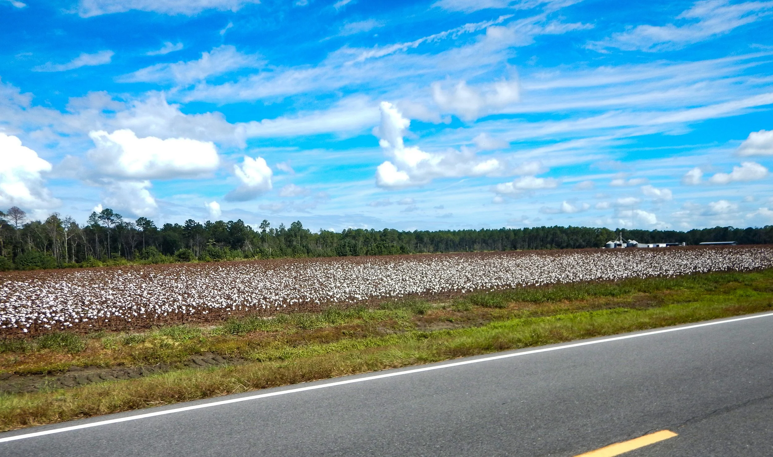 Cotton field