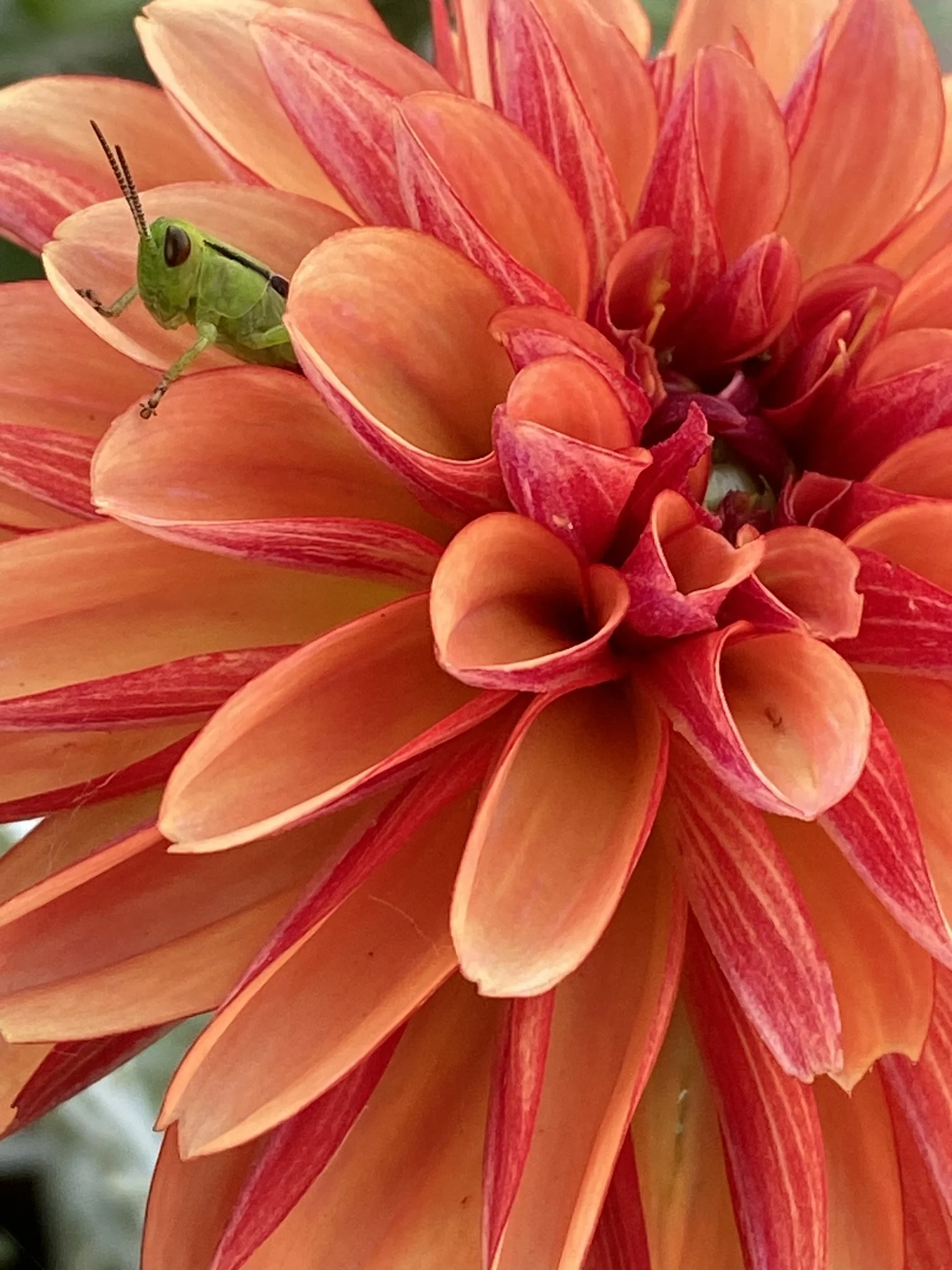 Grasshopper in flower.JPEG