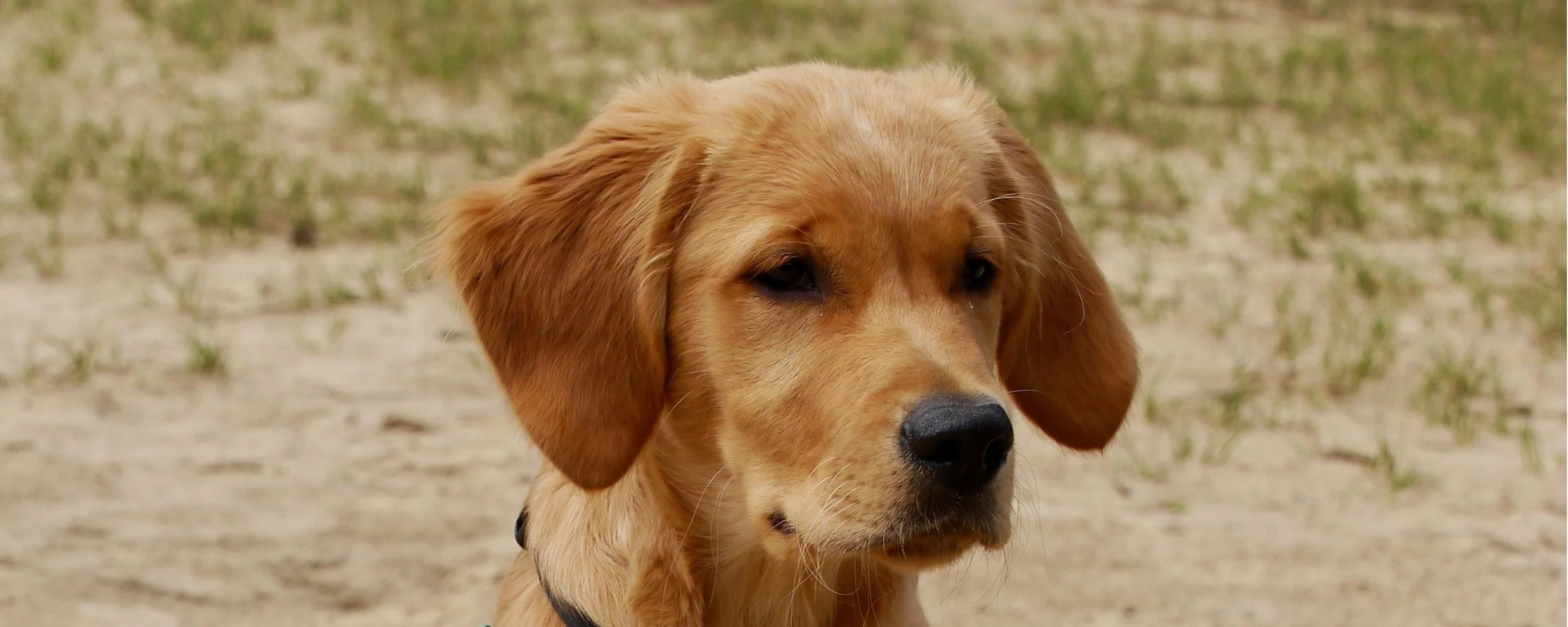 Ruhiges Hundeporträt mit aufmerksamem, vertrauensvollem Ausdruck