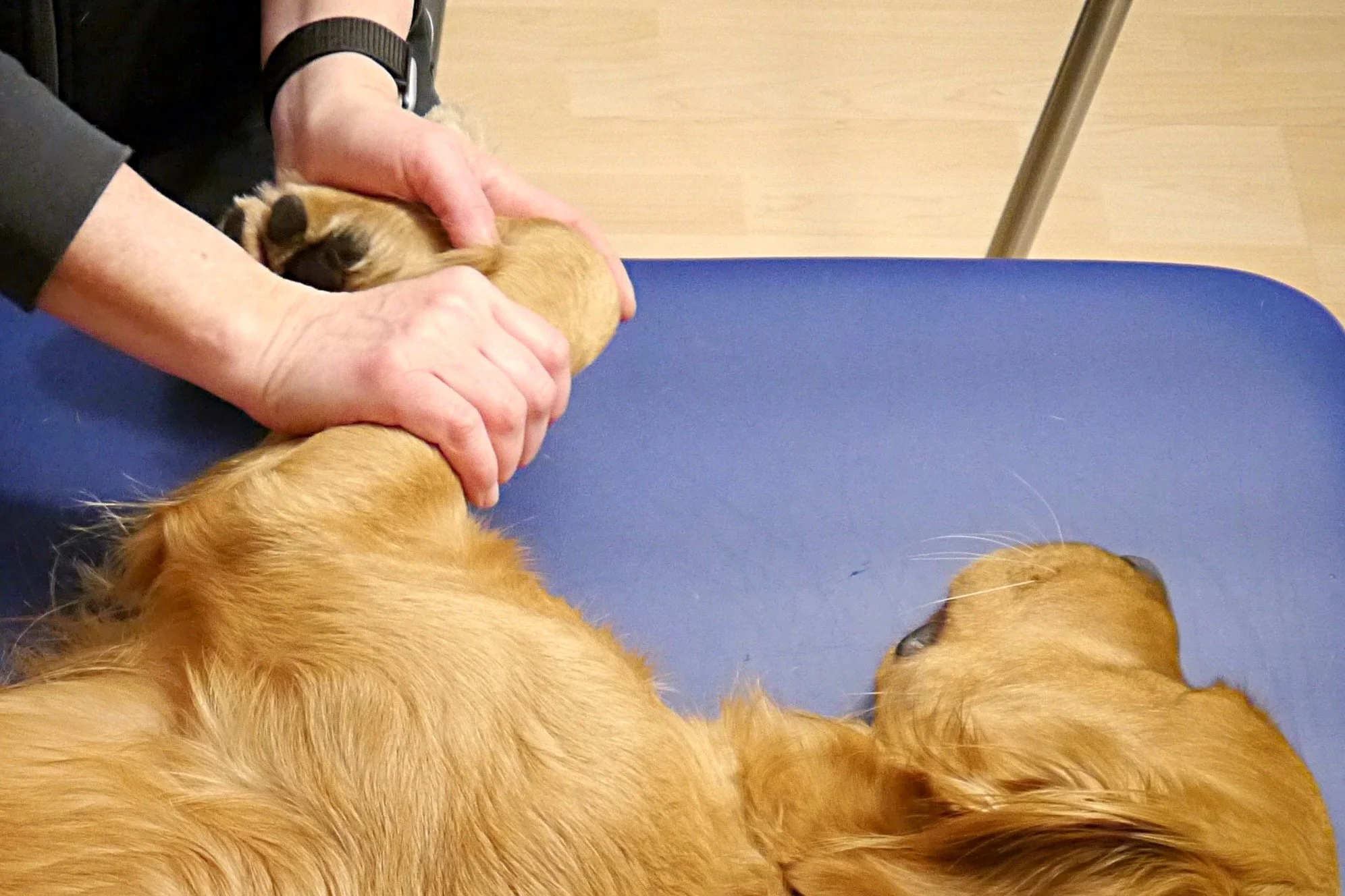 Hund liegt auf der Seite auf einer Matte während einer physiotherapeutischen Behandlung