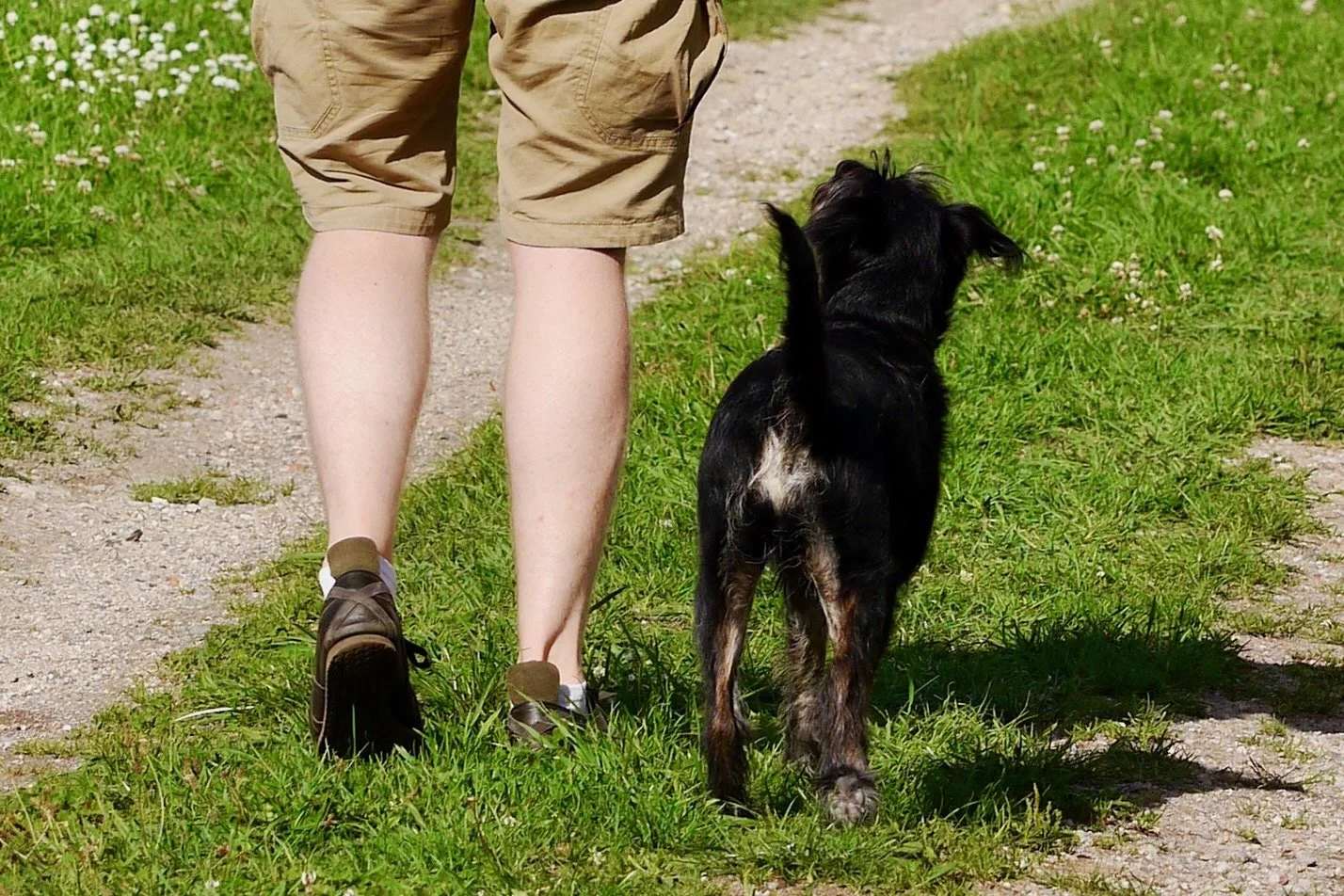 Mensch läuft mit schwarzem Hund entspannt auf einem Weg