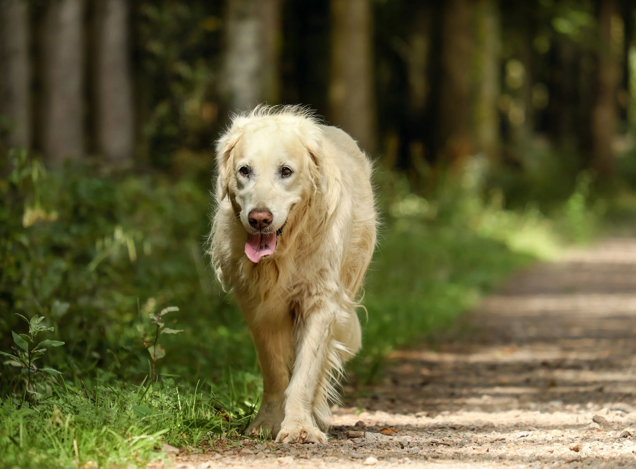 Wenn der Sommer zur Belastung wird – was im Körper deines Hundes passiert