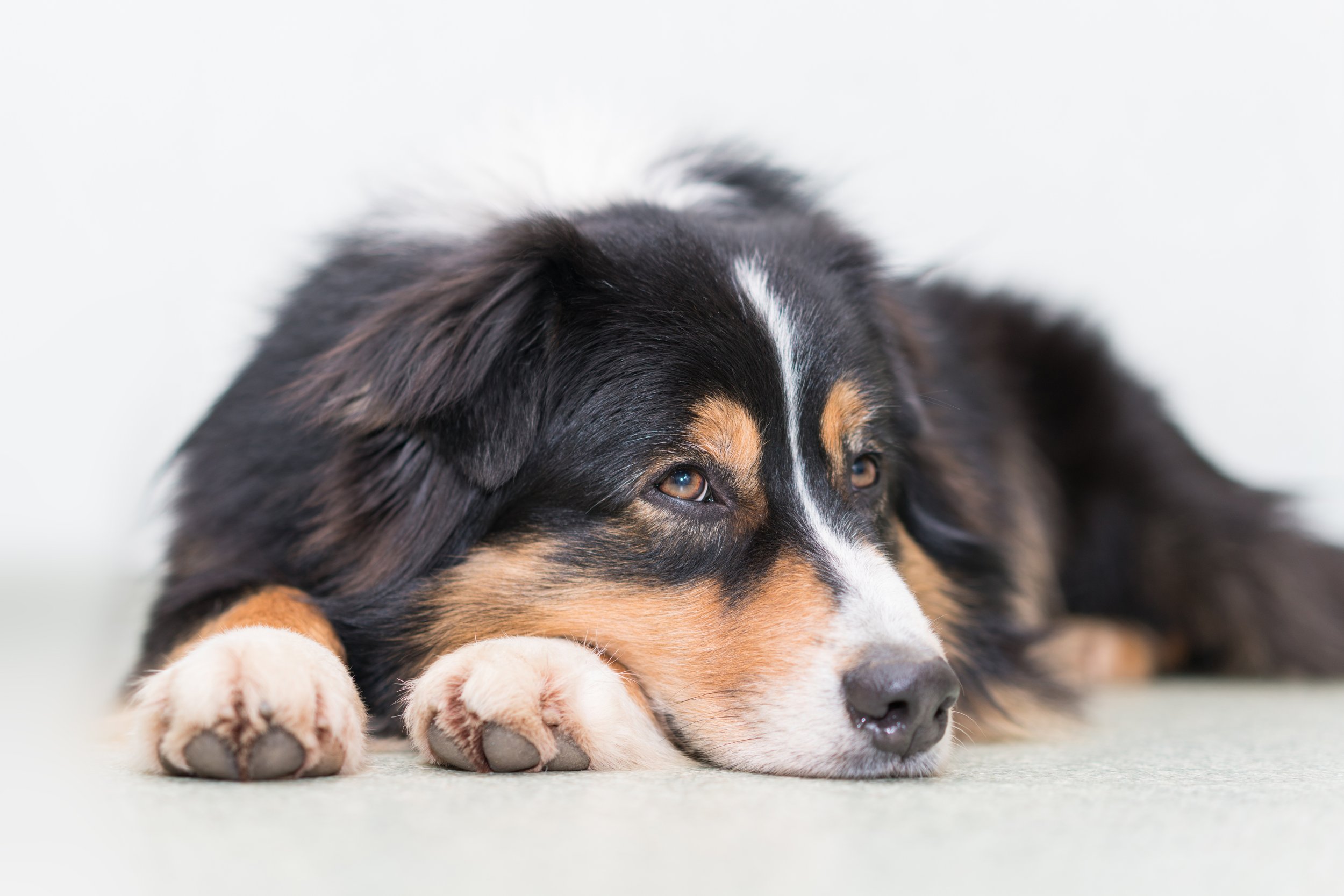 Was braucht DEIN Hund wirklich? Bedürfnisse, Veranlagung und Persönlichkeit verstehen