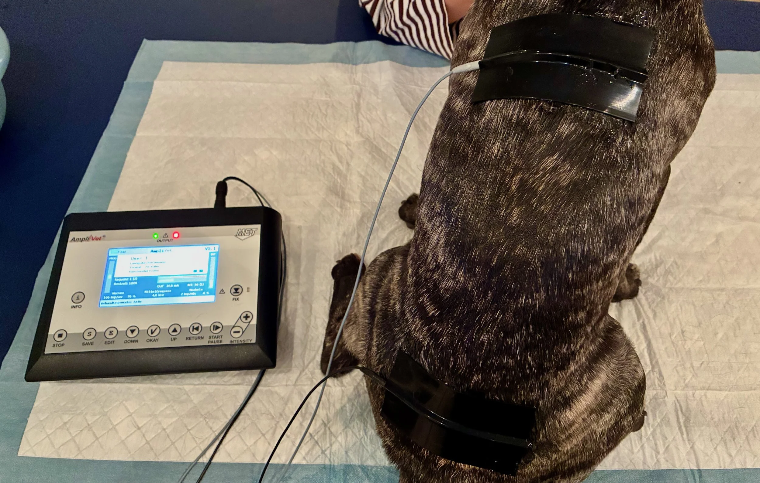 Elektrotherapie beim Hund – eine sinnvolle Ergänzung