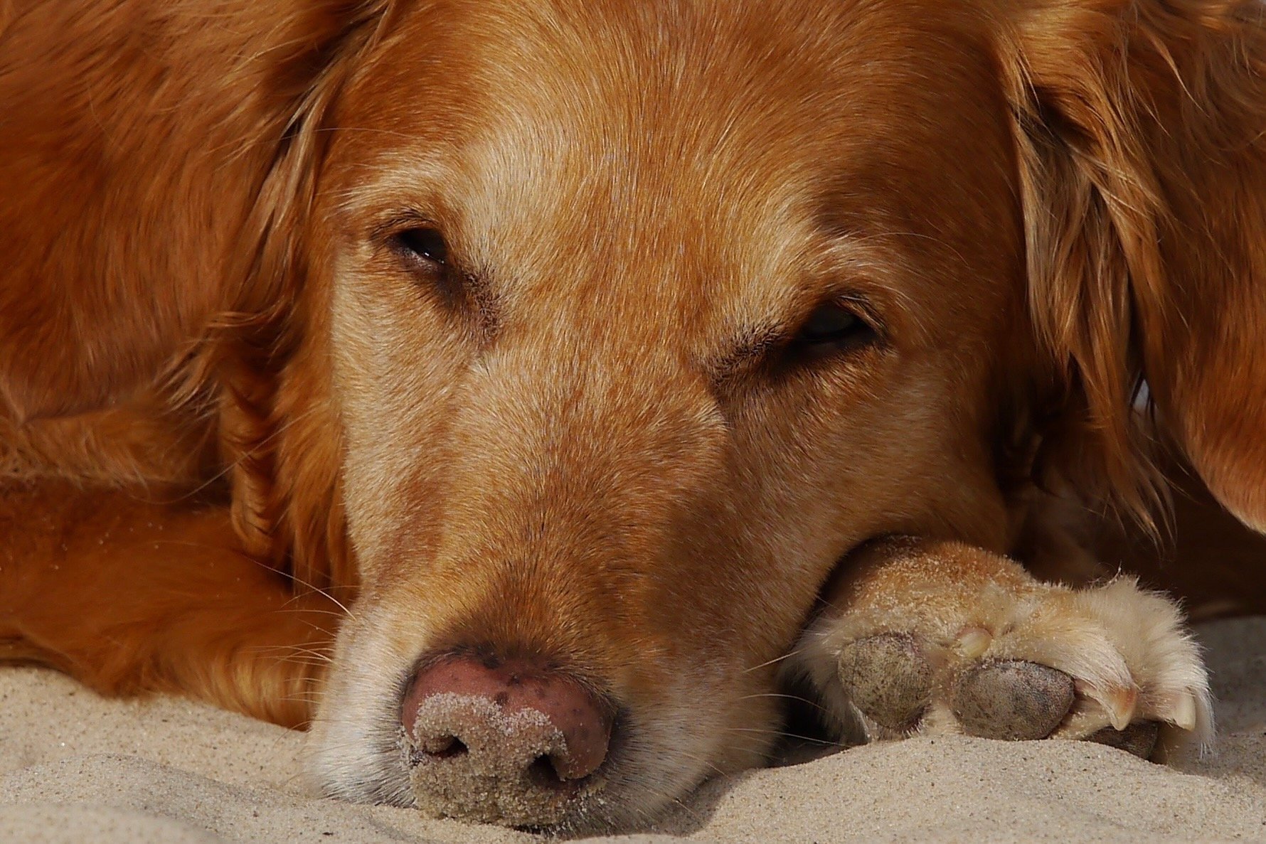 Älterer Hund liegt entspannt und ruht mit halb geschlossenen Augen