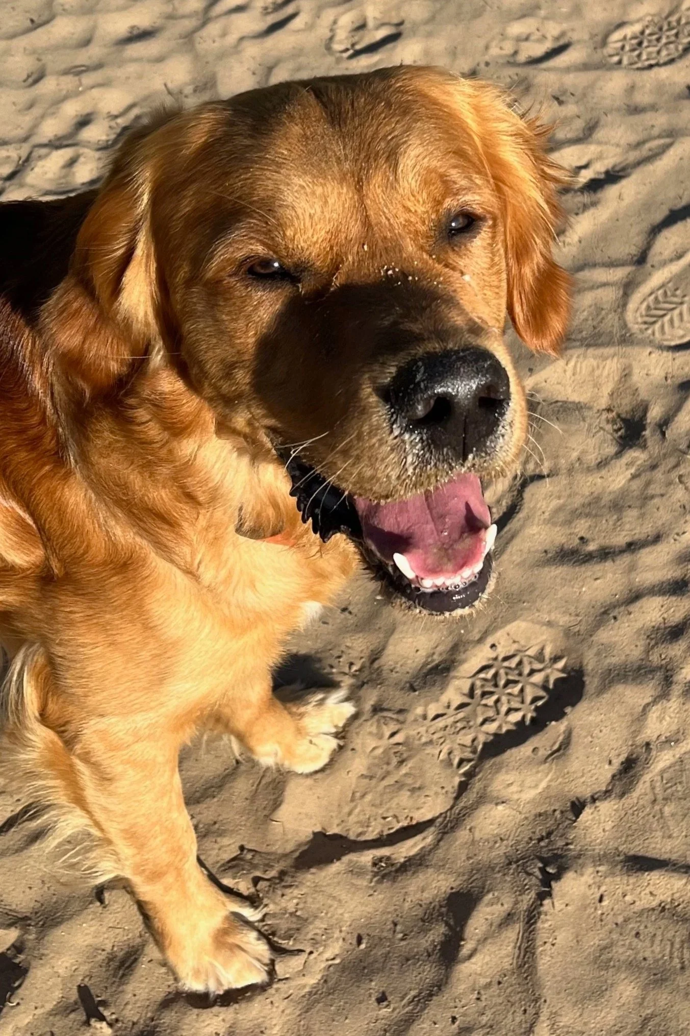 Hund steht im Freien und schaut fragend nach oben - Porträt