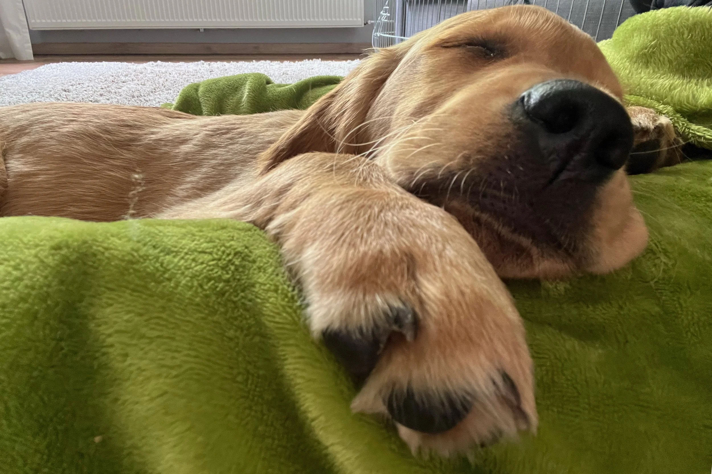 Entspannter Hund liegt ruhig nach einer Wellness-Behandlung in der Hundephysiotherapie