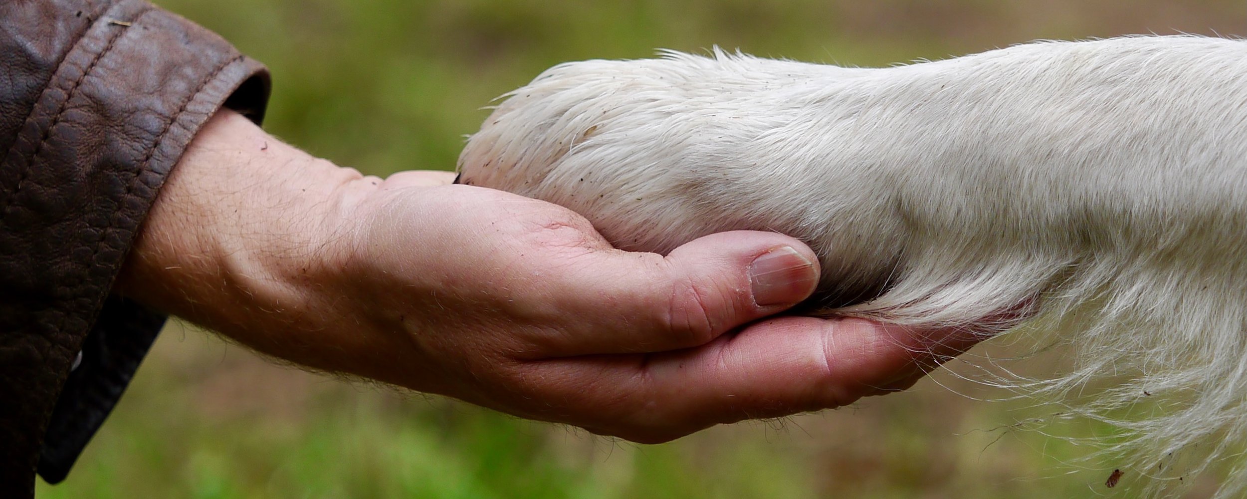 Eine Menschenhand hält achtsam die Pfote eines Hundes – Symbol für Vertrauen und Beziehung in der Verhaltensberatung.