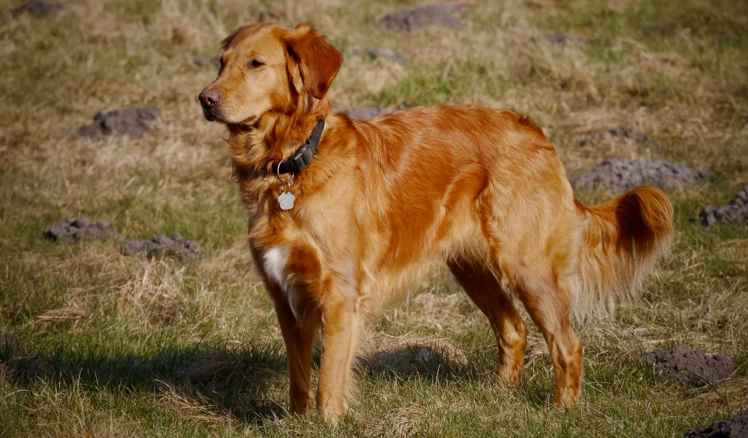 Golden Retriever steht aufmerksam und ausbalanciert auf einer Wiese – gesunde Muskulatur unterstützt Körperhaltung, Stabilität und Bewegung.