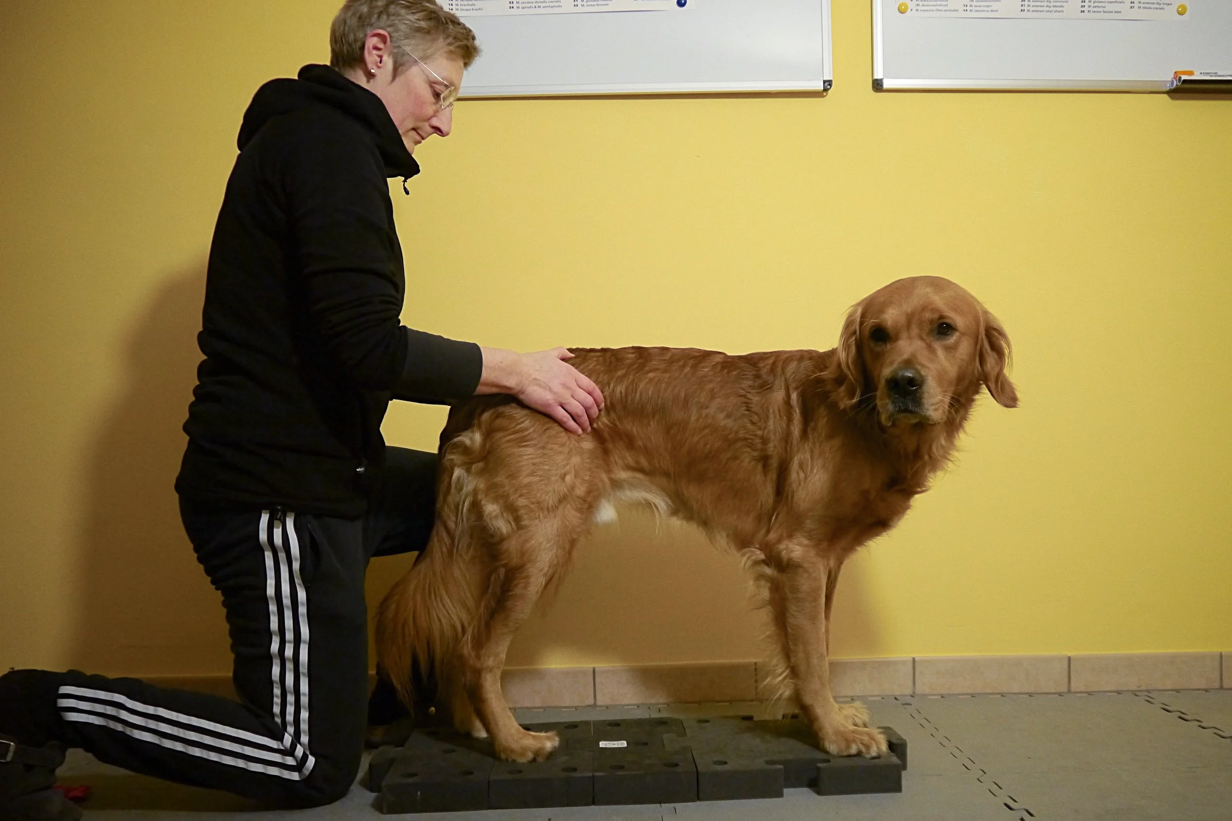 Hund steht ruhig während einer Dorntherapie